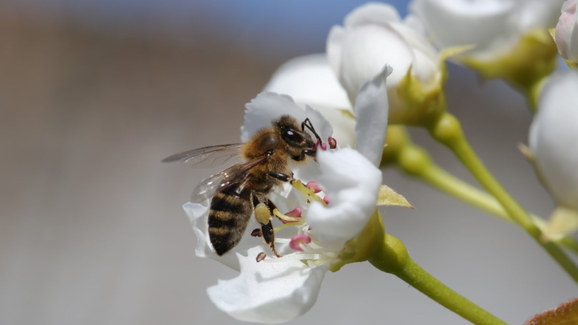 Méhbarát kert – hogyan alakítsd ki, miért fontos?