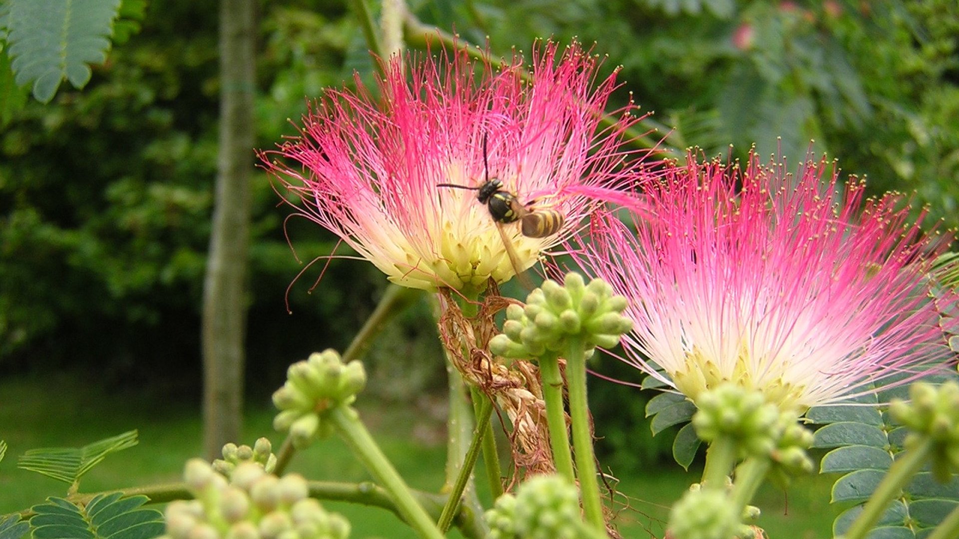 Egzotikus növényre vágysz? Akkor ismerd meg a különleges megjelenésű selyemakácot!
