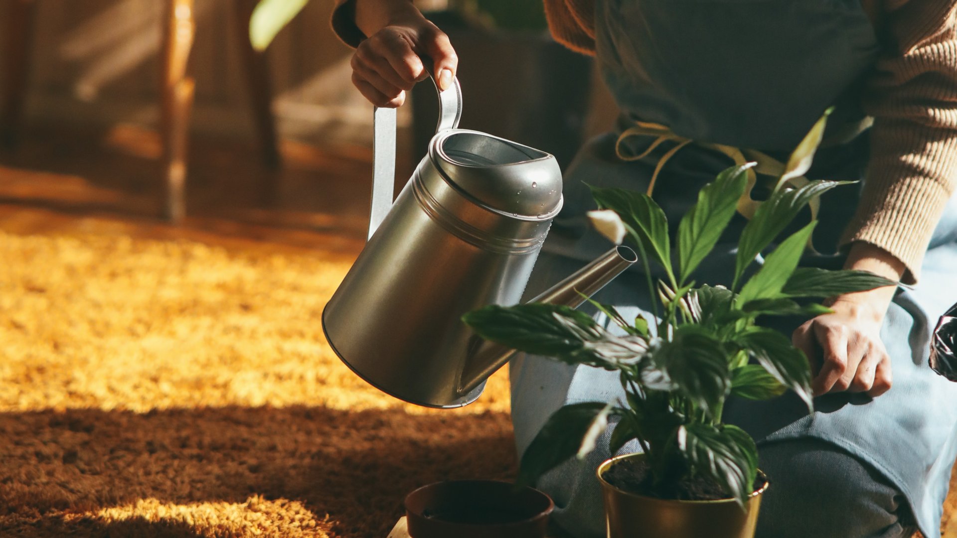 Éltető víz – mutatom, hogyan öntözd helyesen szobanövényeidet, hogy biztosan életben maradjanak!