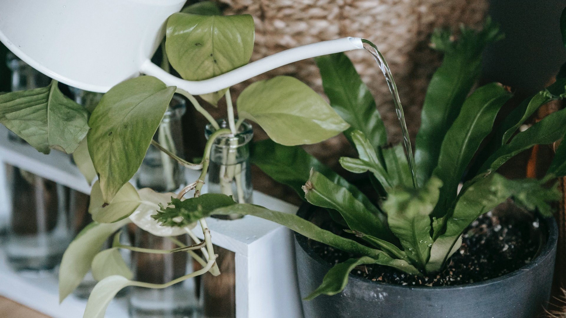 Aggódsz, hogy elhervadnak növényeid a nyaralás alatt? Most 3 szuper önlocsoló ötletet mutatok Nektek!