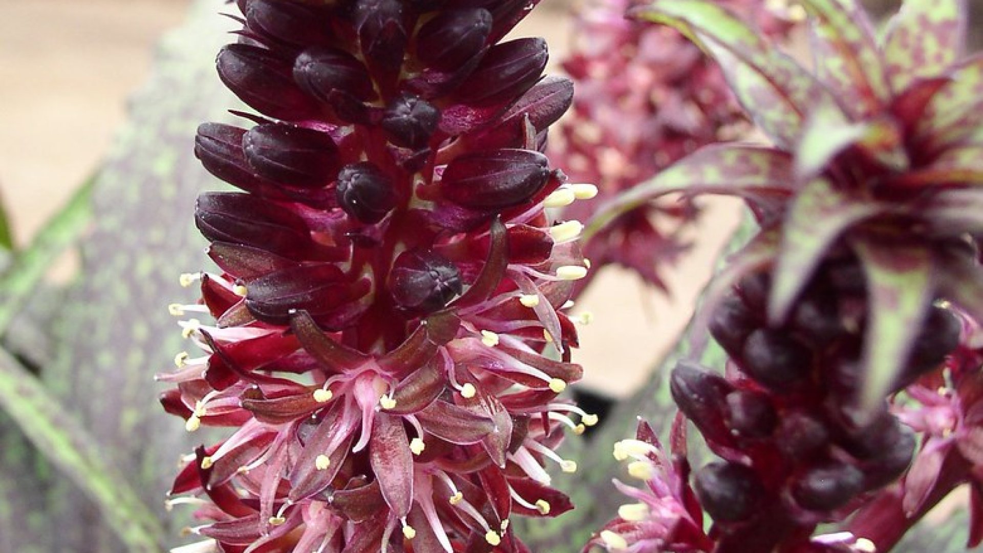 Ezzel a növénnyel garantált a mediterrán hangulat kertedben – bemutatkozik az üstökliliom