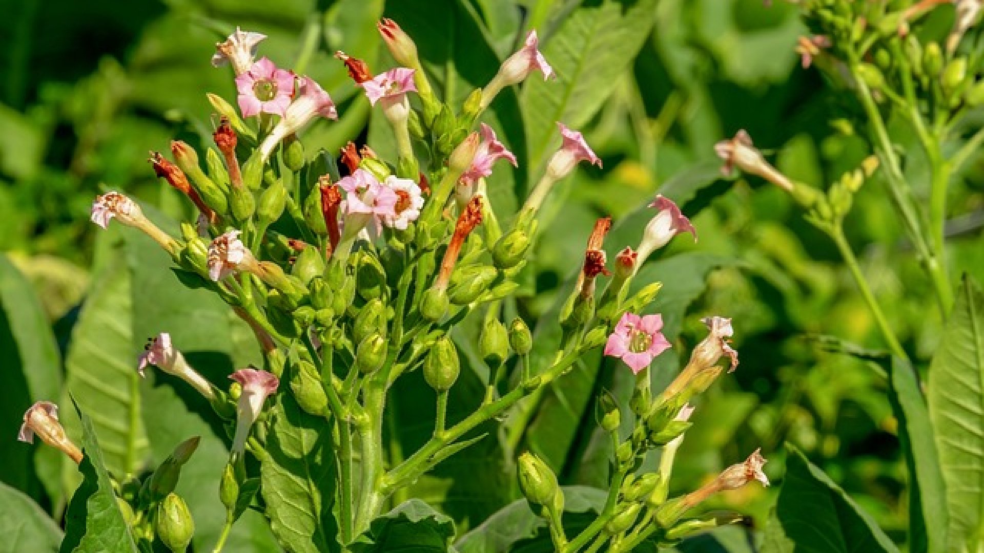 Milyenek is a rövid nappalos növények? Ismerd meg őket Te is