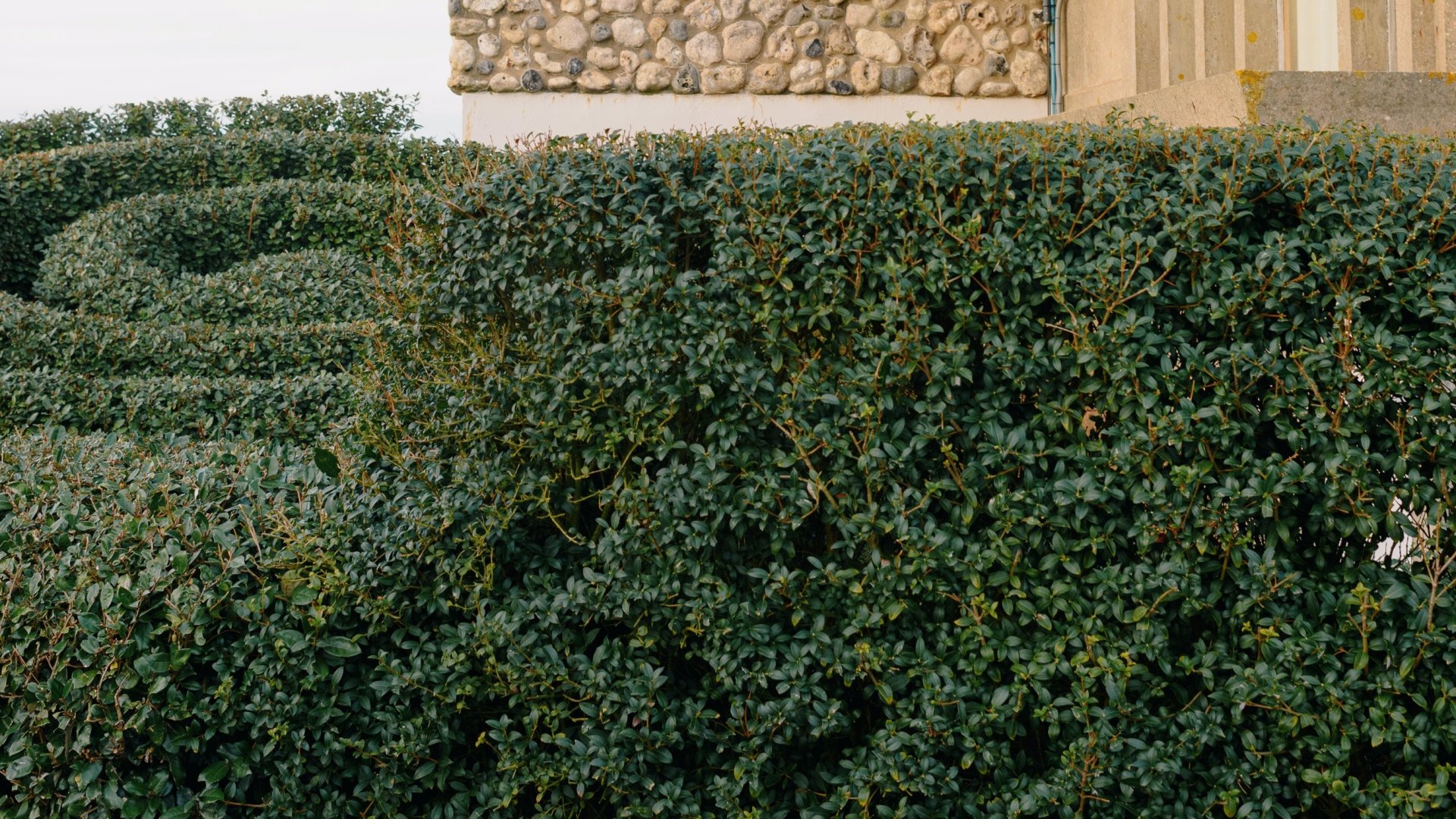 Ezek a növények tökéletes sövényt alkotnak – ráadásul szinte igénytelenek