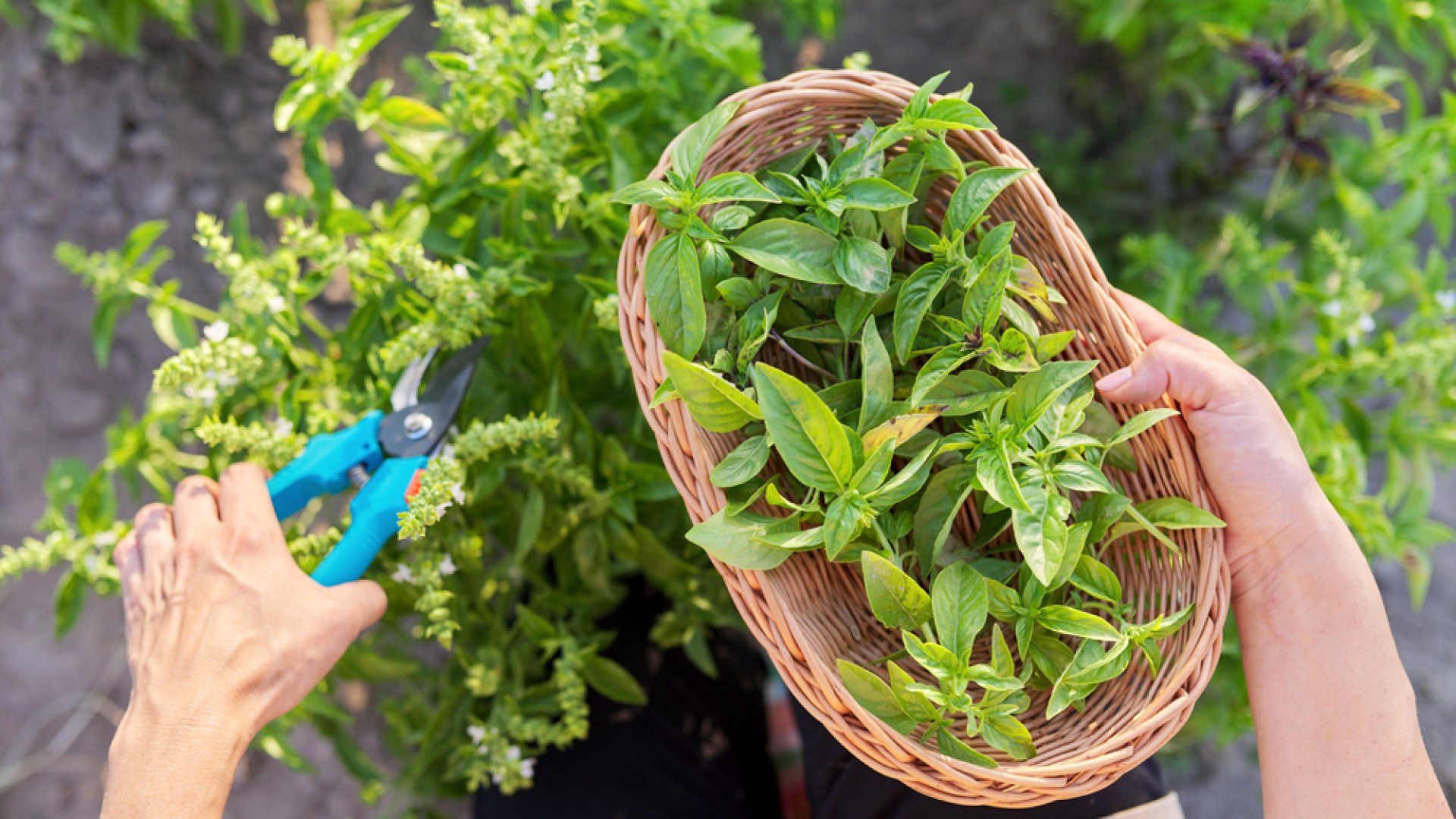 Így legyen Neked is egészséges fűszerkerted – most mutatjuk mit hova érdemes ültetned, hogyan gondozd őket Így legyen Neked is egészséges fűszerkerted – most mutatjuk mit hova érdemes ültetned, hogyan gondozd őket