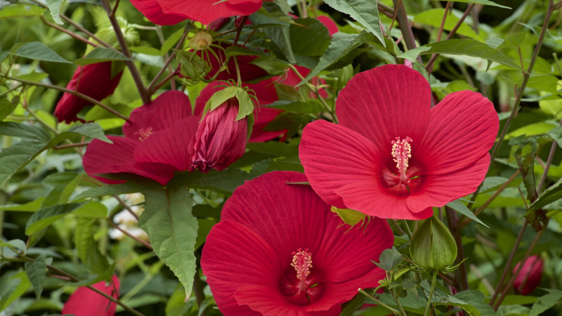Ismerd meg Te is július legnagyobb virágát – bemutatkozik a mocsári hibiszkusz Ismerd meg Te is július legnagyobb virágát – bemutatkozik a mocsári hibiszkusz