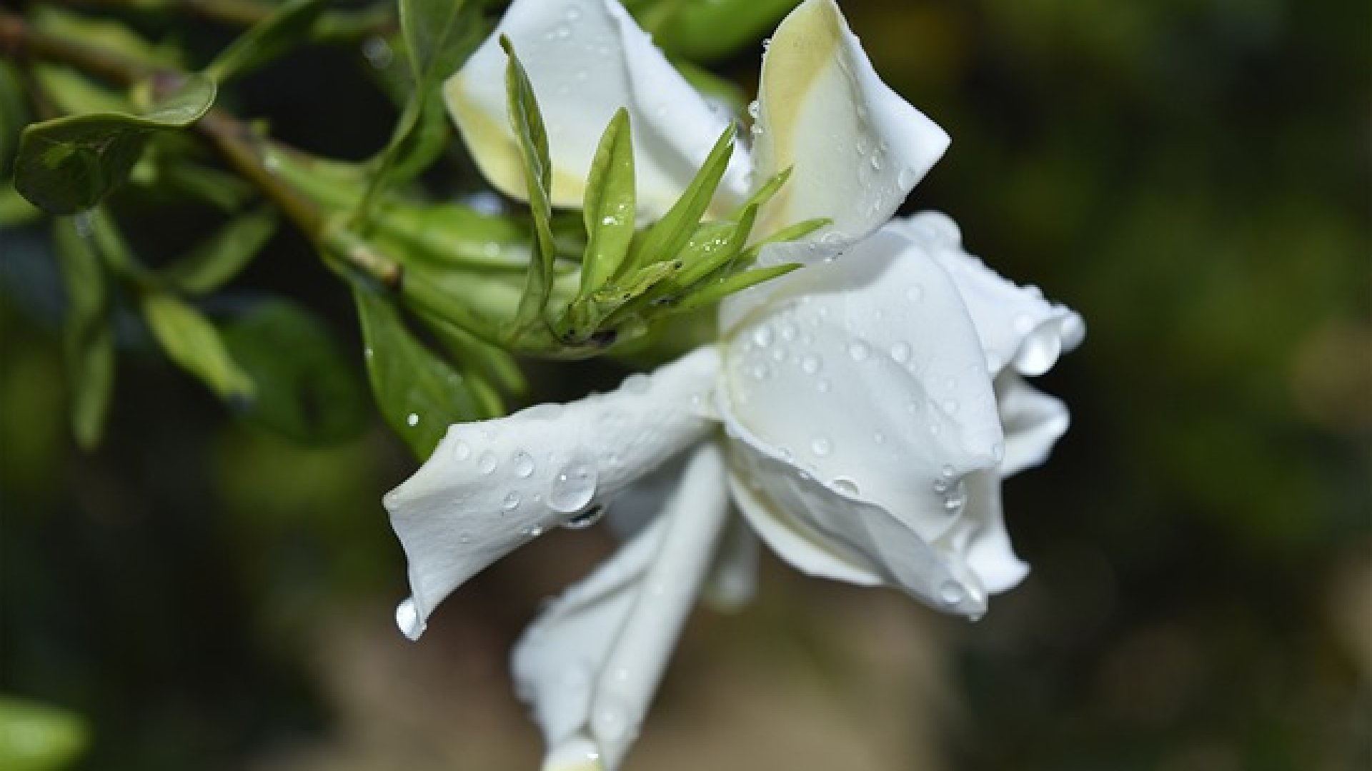 Íme, a 6 legkülönlegesebb illatú szobanövény