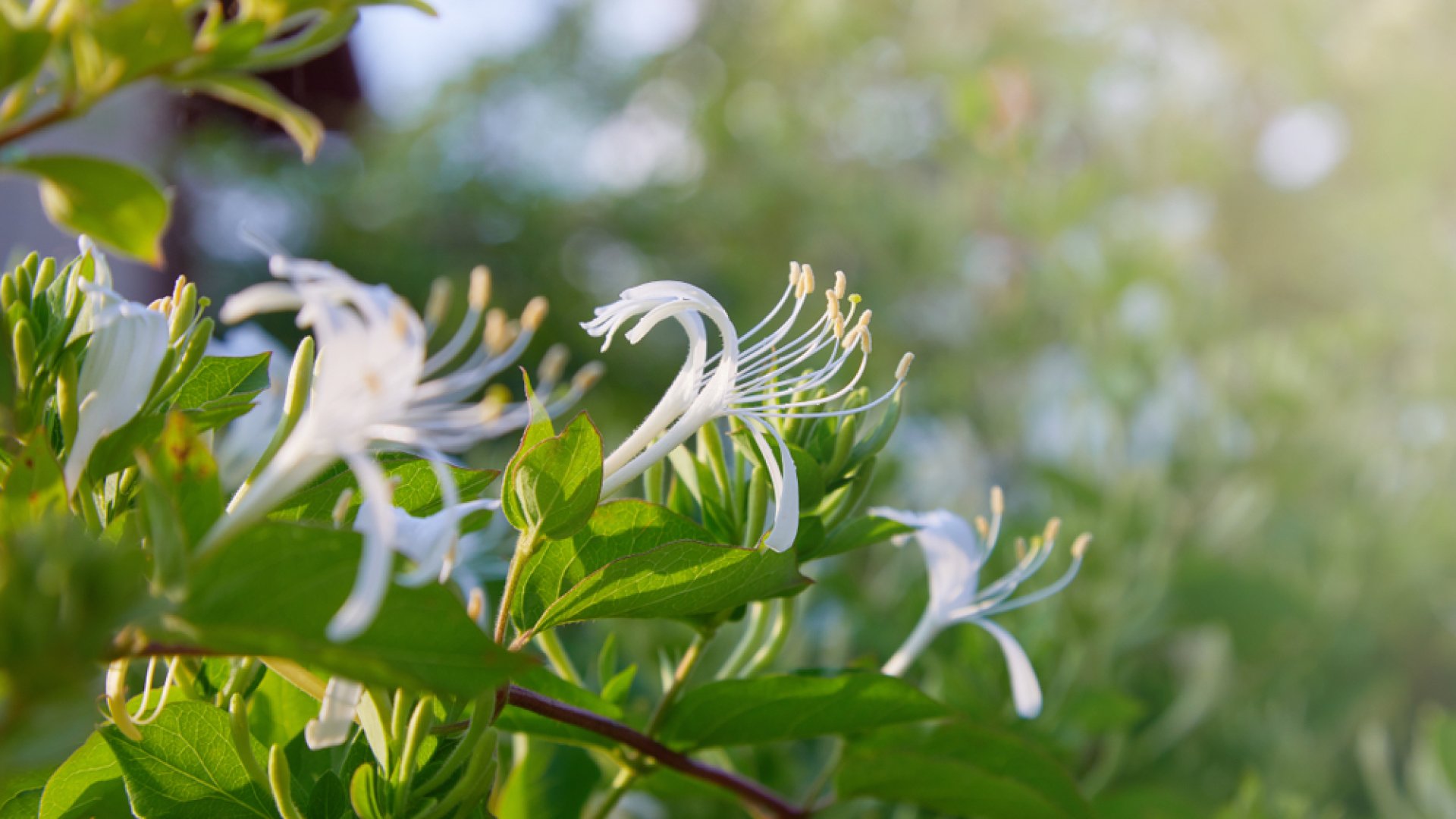 A természet ajándéka – ismerd meg Te is ennek az örökzöldnek a gyógyító hatásait 