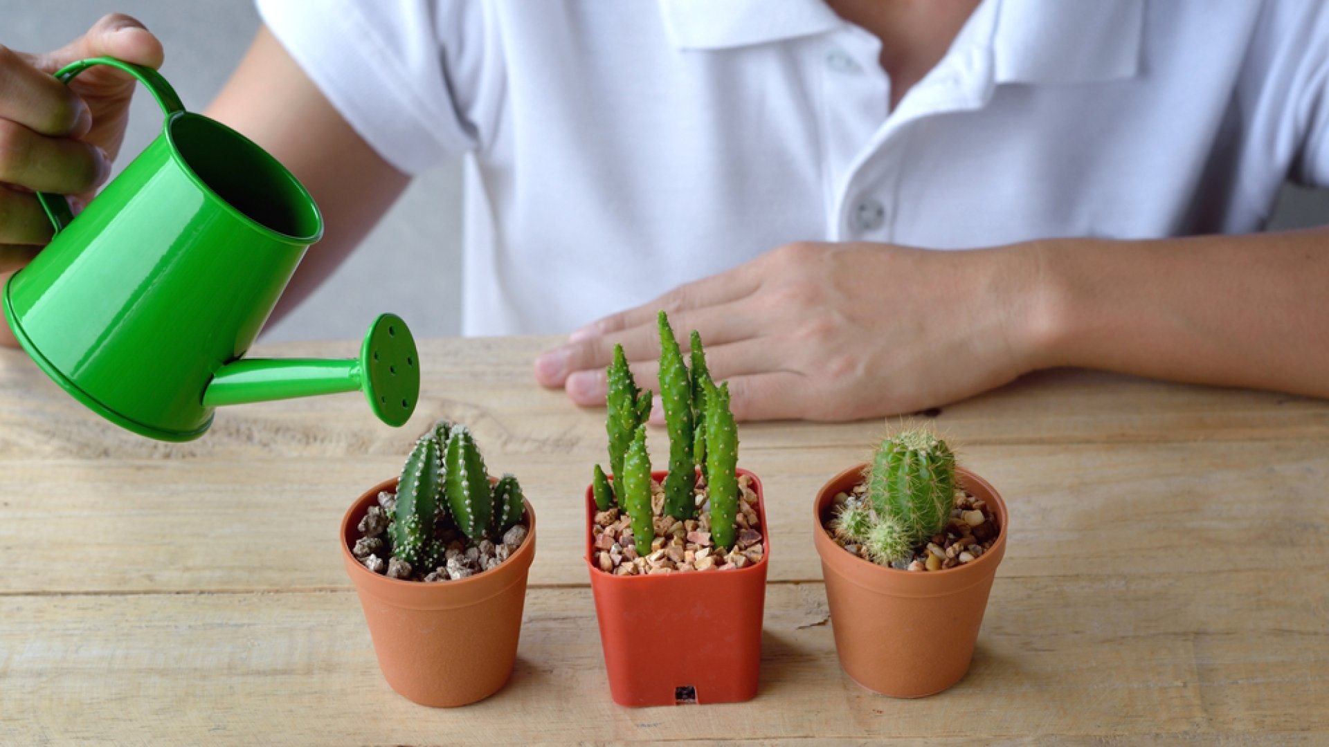 Így öntözd kaktuszaid, amennyiben nem szeretnél nekik ártani