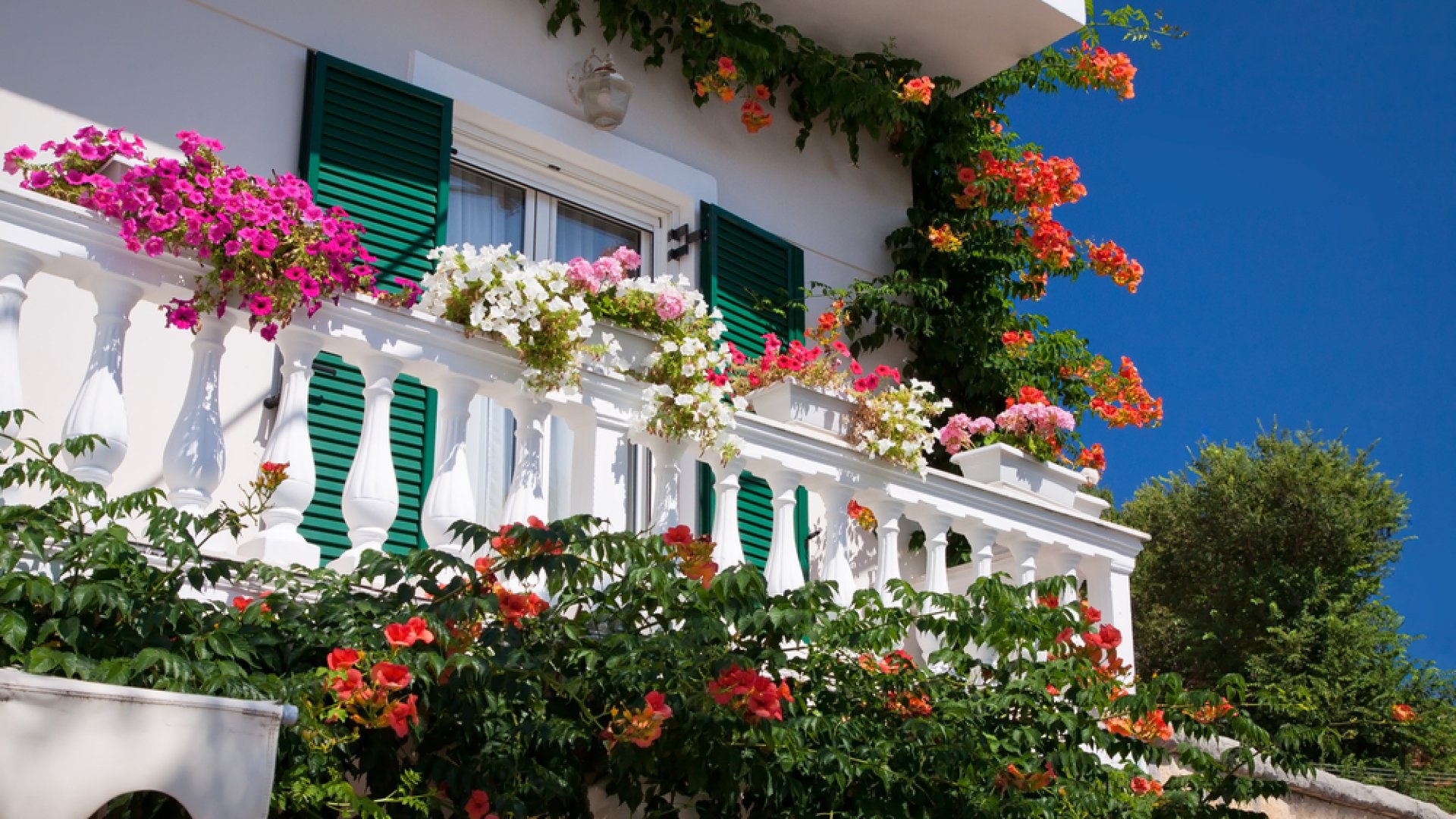 Nyári virágözön – ezeket éri meg balkonládába ültetned