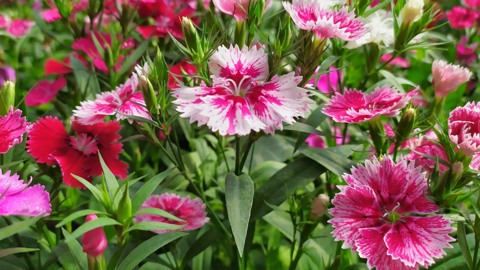 Hosszú nappalos növények a nyári időszak elejére – ismerd meg őket Te is