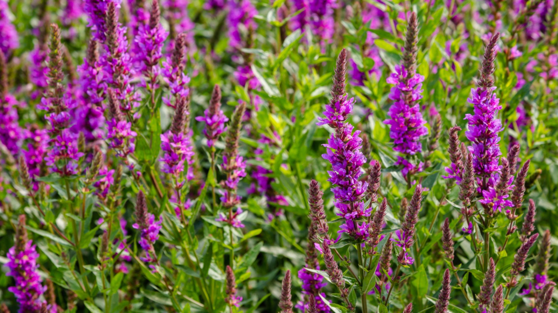 Szuper füzények – ismerd meg Te is ezt a két elterjedt fajt