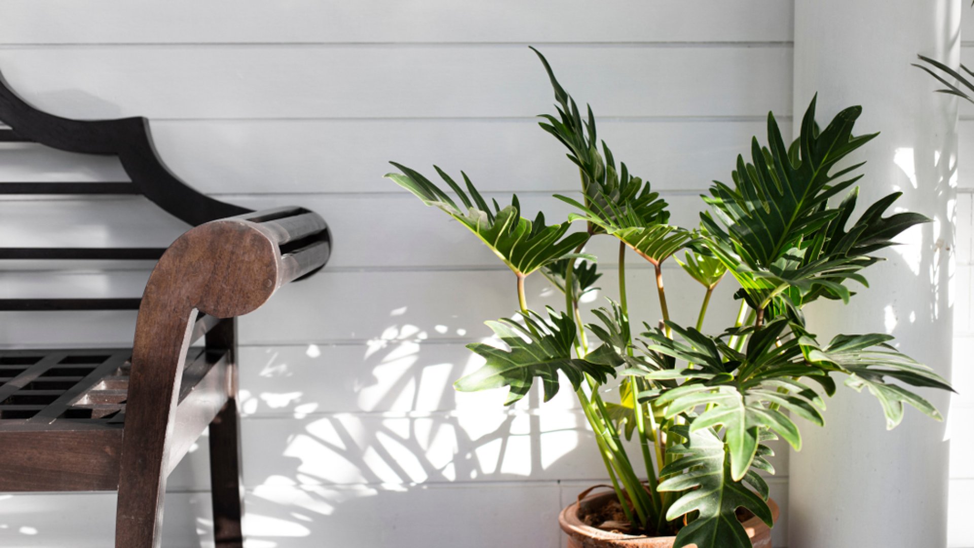 A szétszórt emberek szobanövénye – ismerjétek meg a filodendront