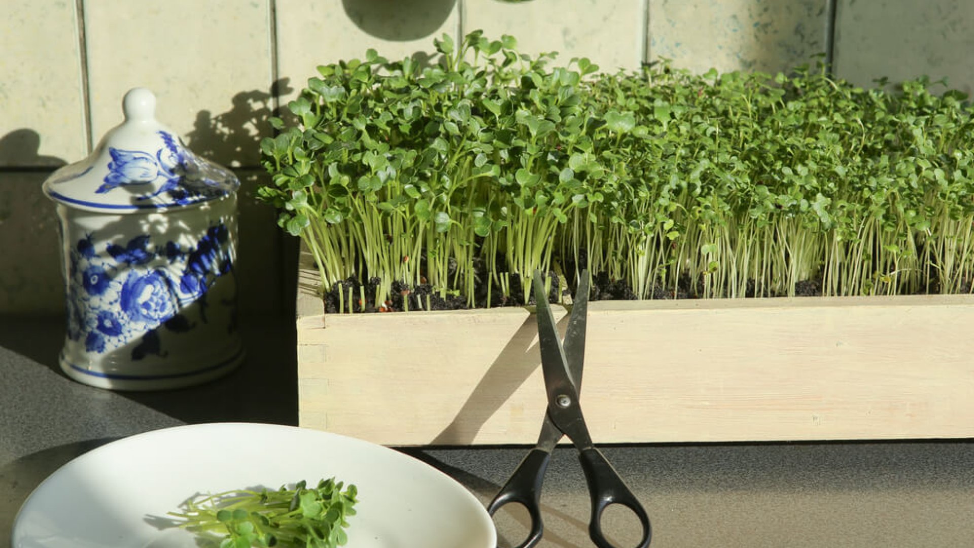 Nem csak zöldségeket érdemes termeszteni – nevelj Te is mikrozöldet!