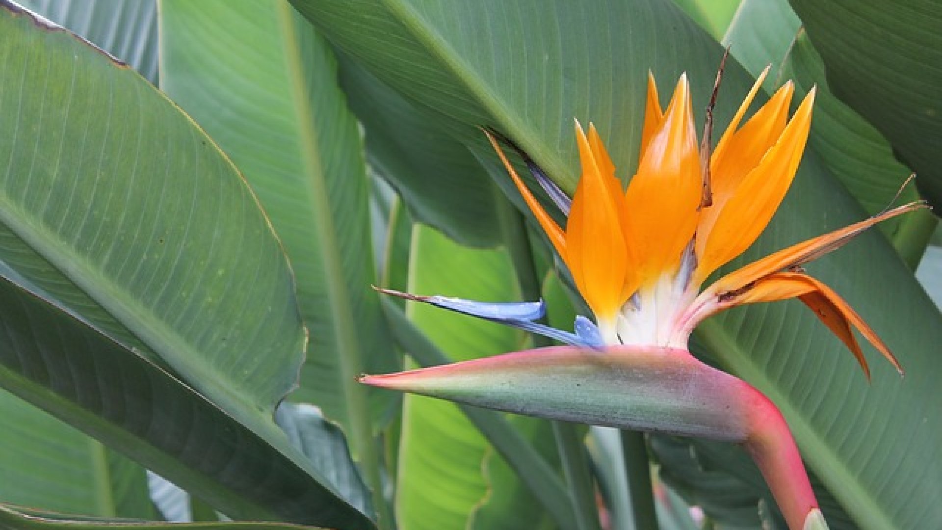 Ismerd meg az egyik leglátványosabb szobanövényt – bemutatkozik a papagájvirág