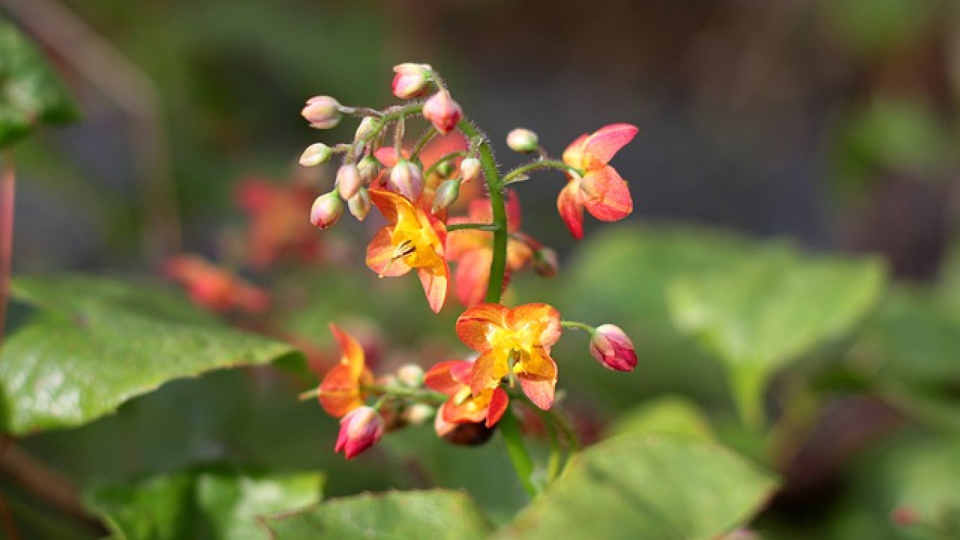 5 tökéletes árnyékkedvelő növény talajtakarónak
