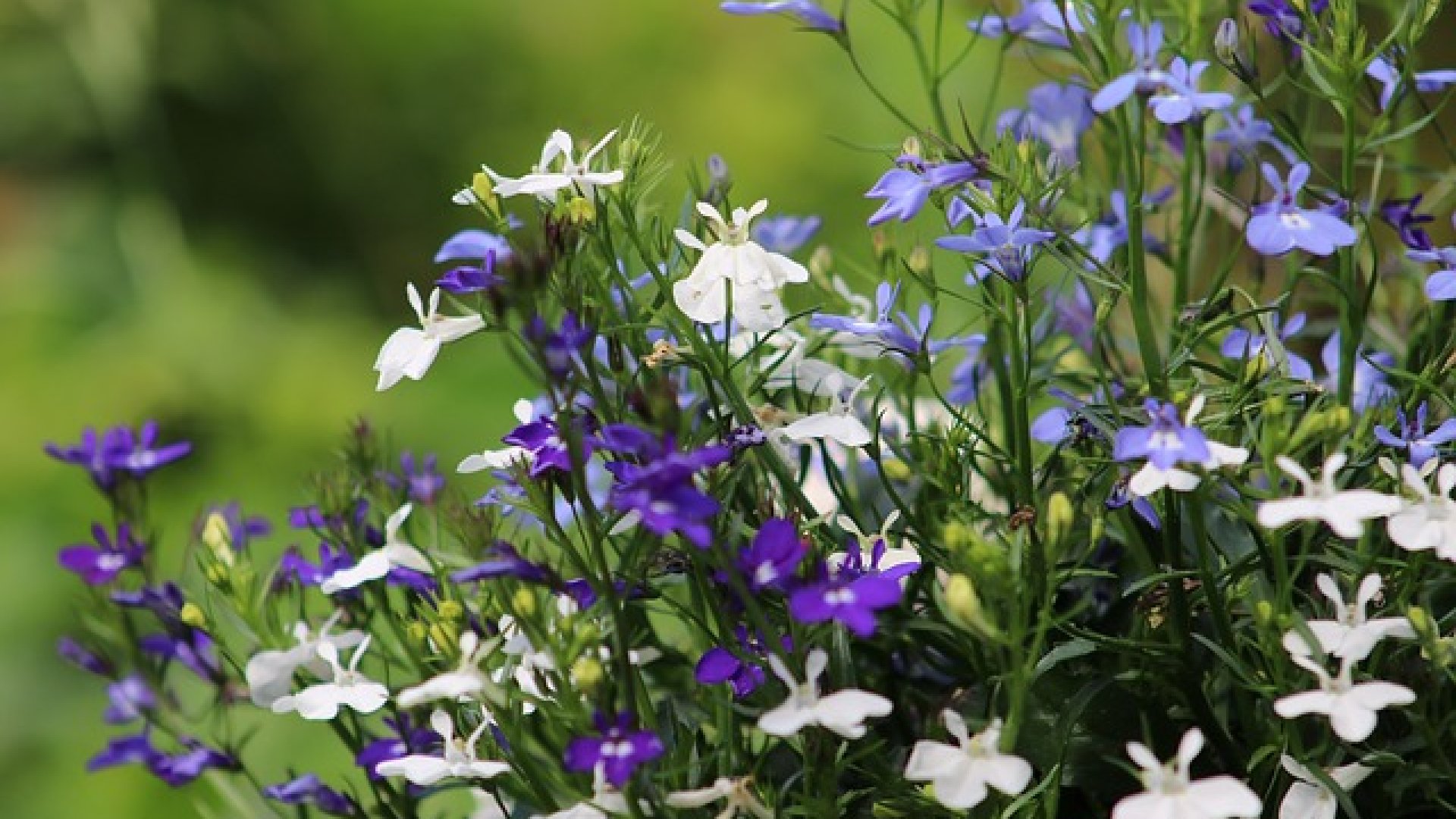 Legyen Neked is mesés lobéliád – tudj meg mindent gondozásáról