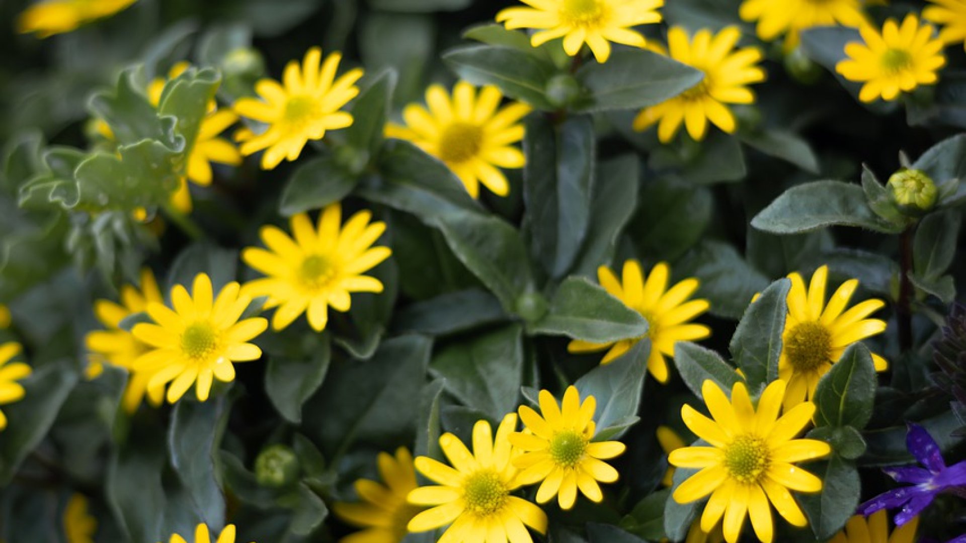 8 csodálatos növény, mely egész nyáron virágba borítja majd balkonod