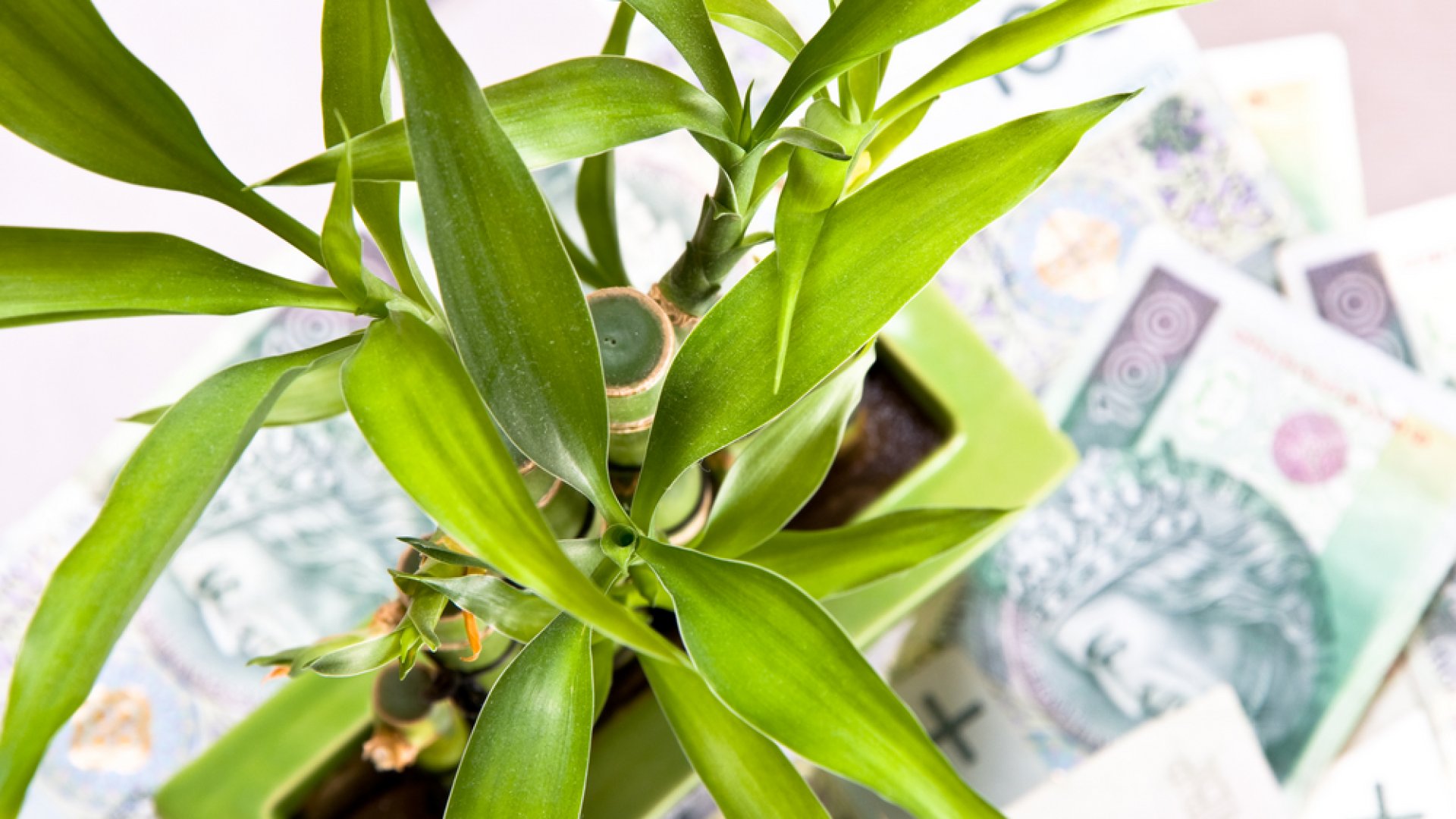 Egzotikus szobanövények – ismerd meg Te is a szerencsebambuszt