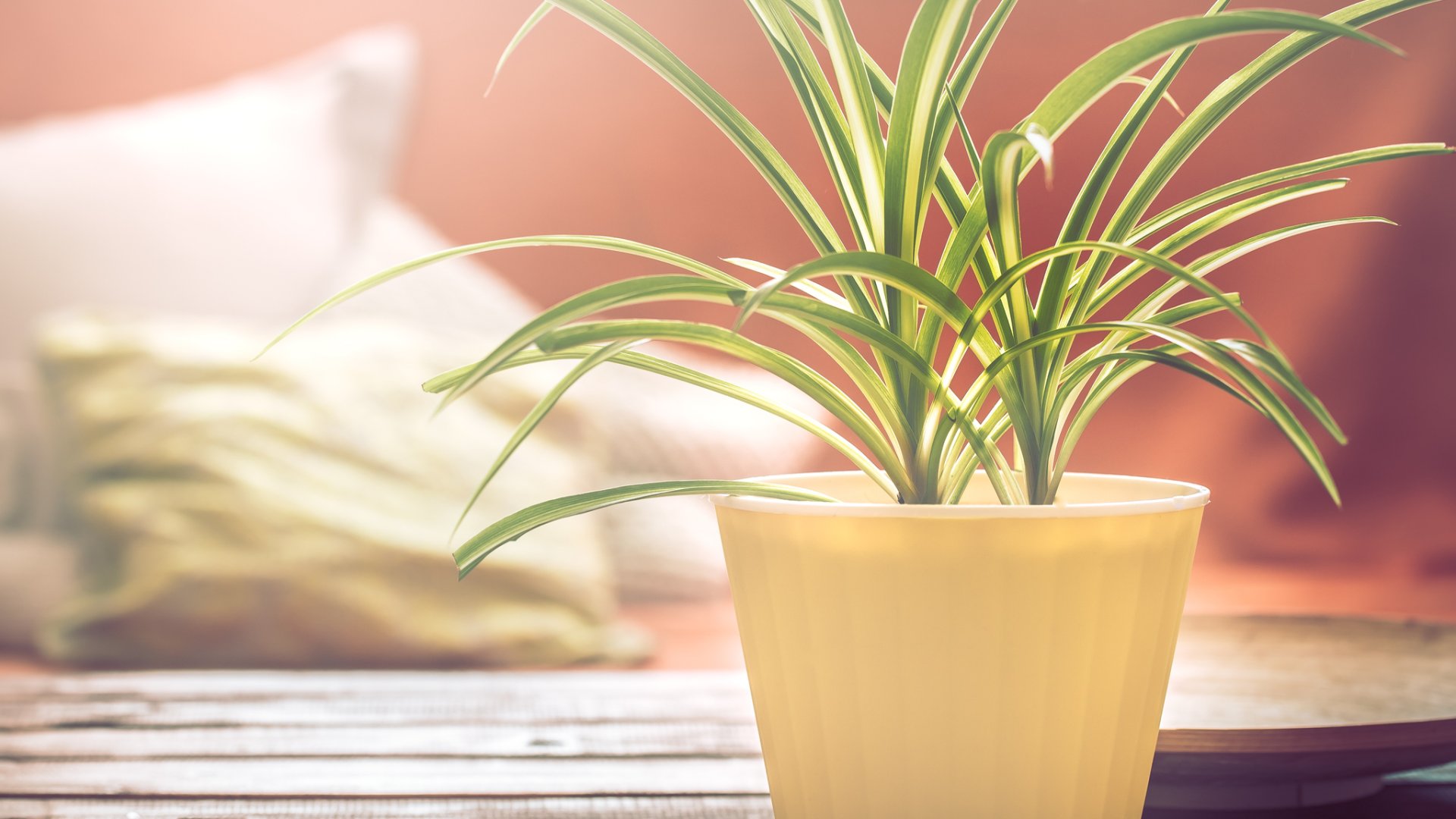 Ismerd meg a csodás zöldikét – rendkívül ellenálló és bájos lakótárs