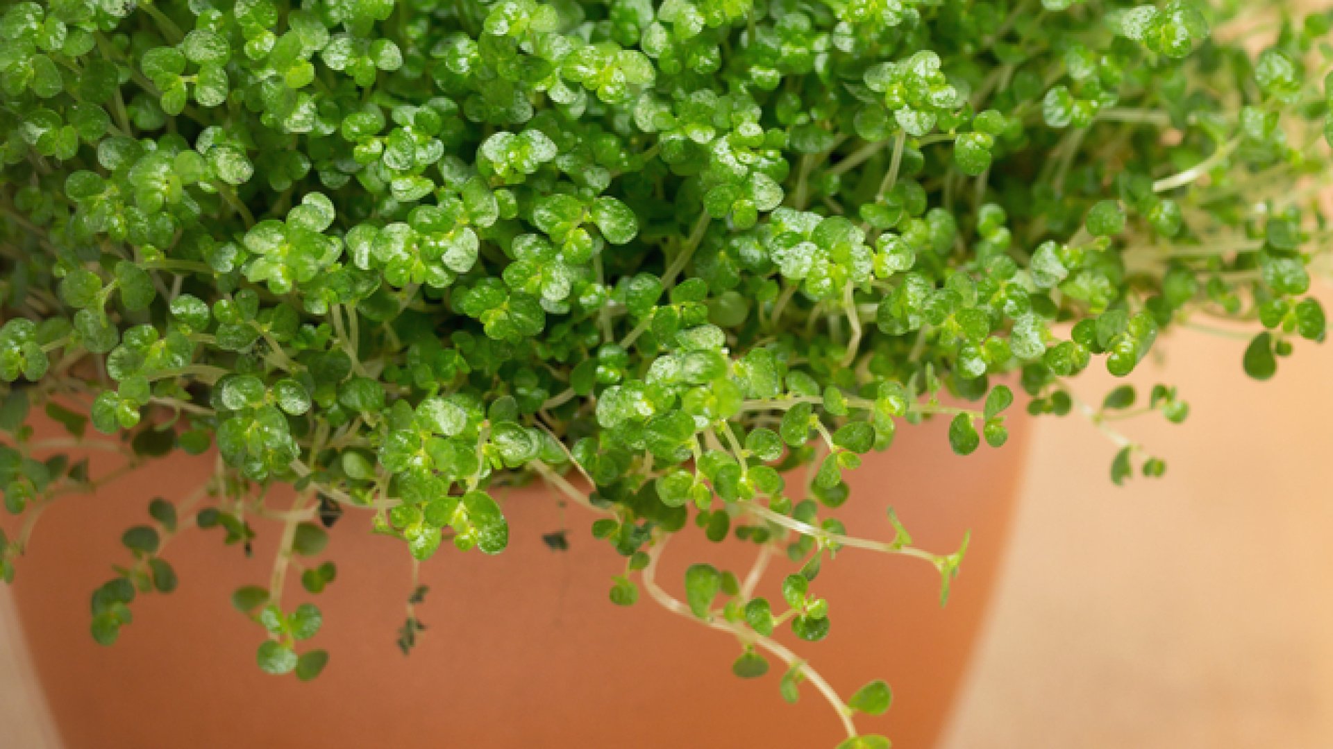 Finom megjelenésű szobanövény – ismerd meg a párnafüvet!