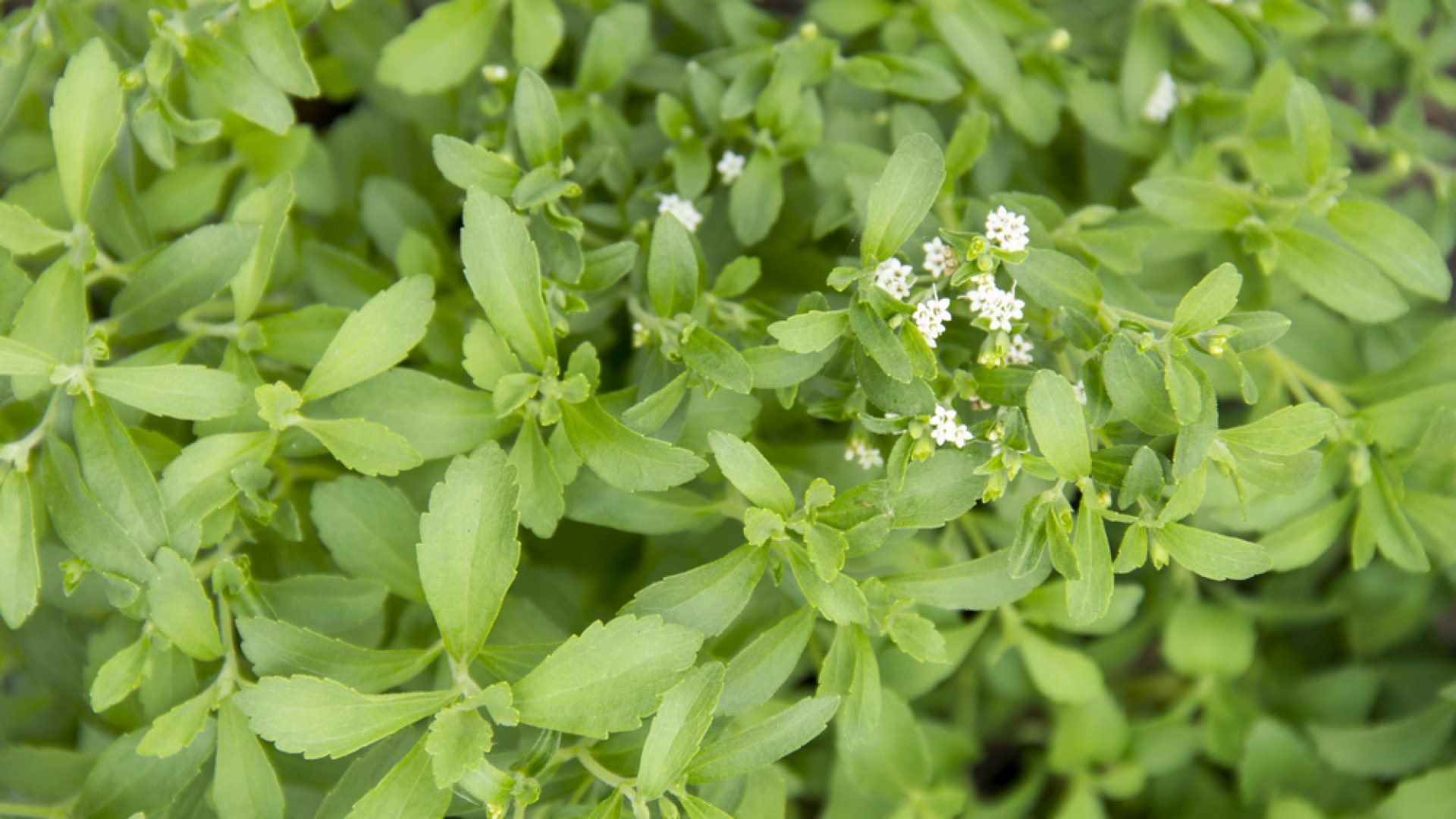Szeretsz kertészkedni? Próbálkozz meg a sztívia termesztésével!