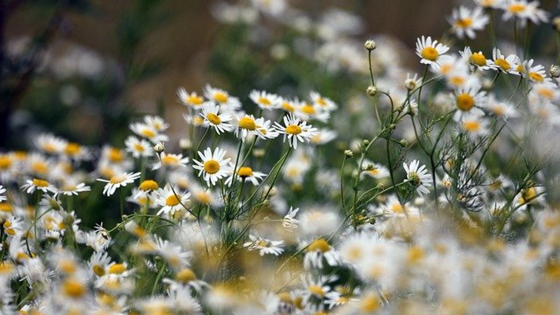 Érdekesség – Te tudtad, hogy ezeket a növényeket ennyiféleképpen fel lehet használni?