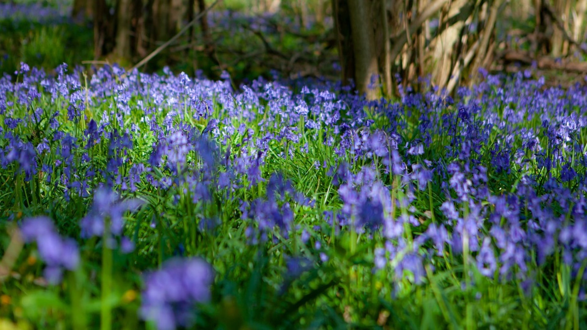 A brit erdők szépségei – így virágoznak az angol kékcsengők