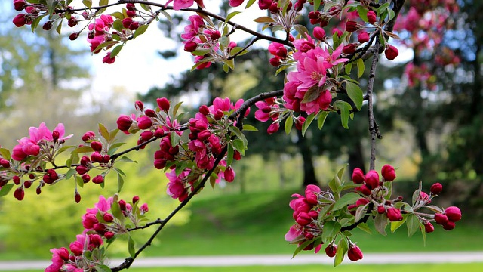 A világ legpihentetőbb kertje: így készítsd el!