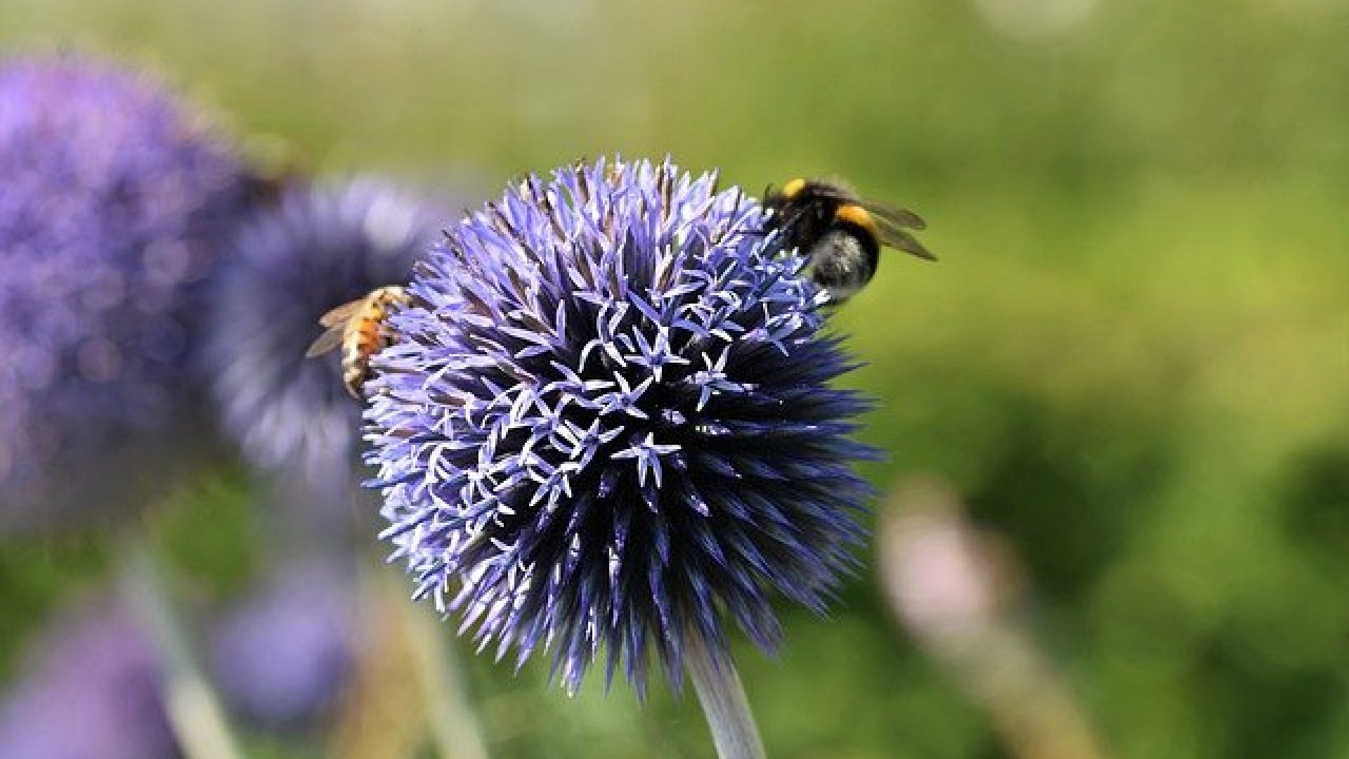 Mikor érdemes elültetnünk a nyáron virágzó növényeinket?