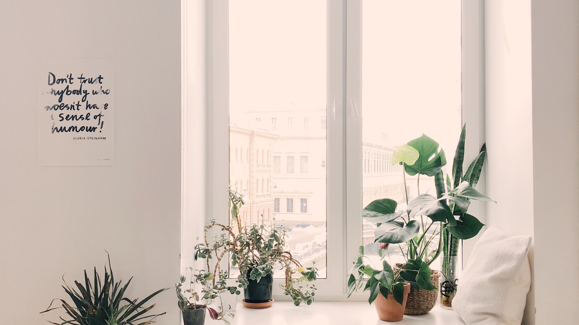 8 szobanövény, mely egyáltalán nem igényel hozzáértést