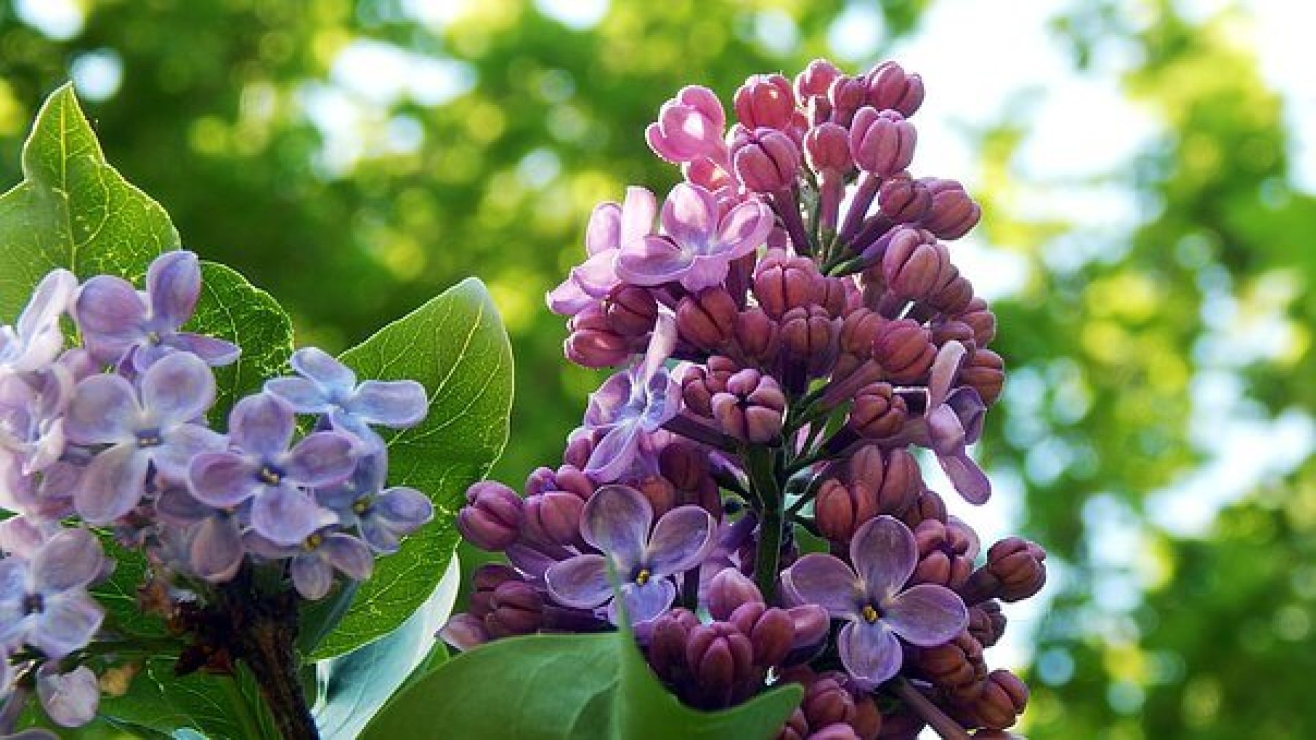 Május szépsége – tudj meg most mindent Te is az orgona gondozásáról