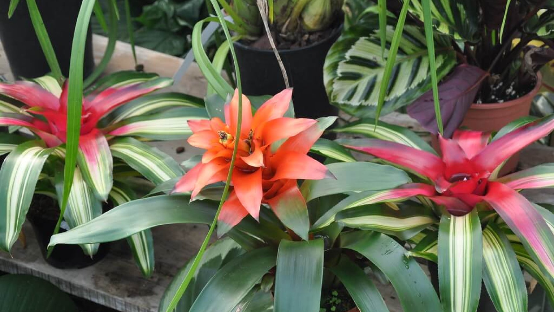 Broméliafélék gondozása – így legyen csodálatos növényed Neked is