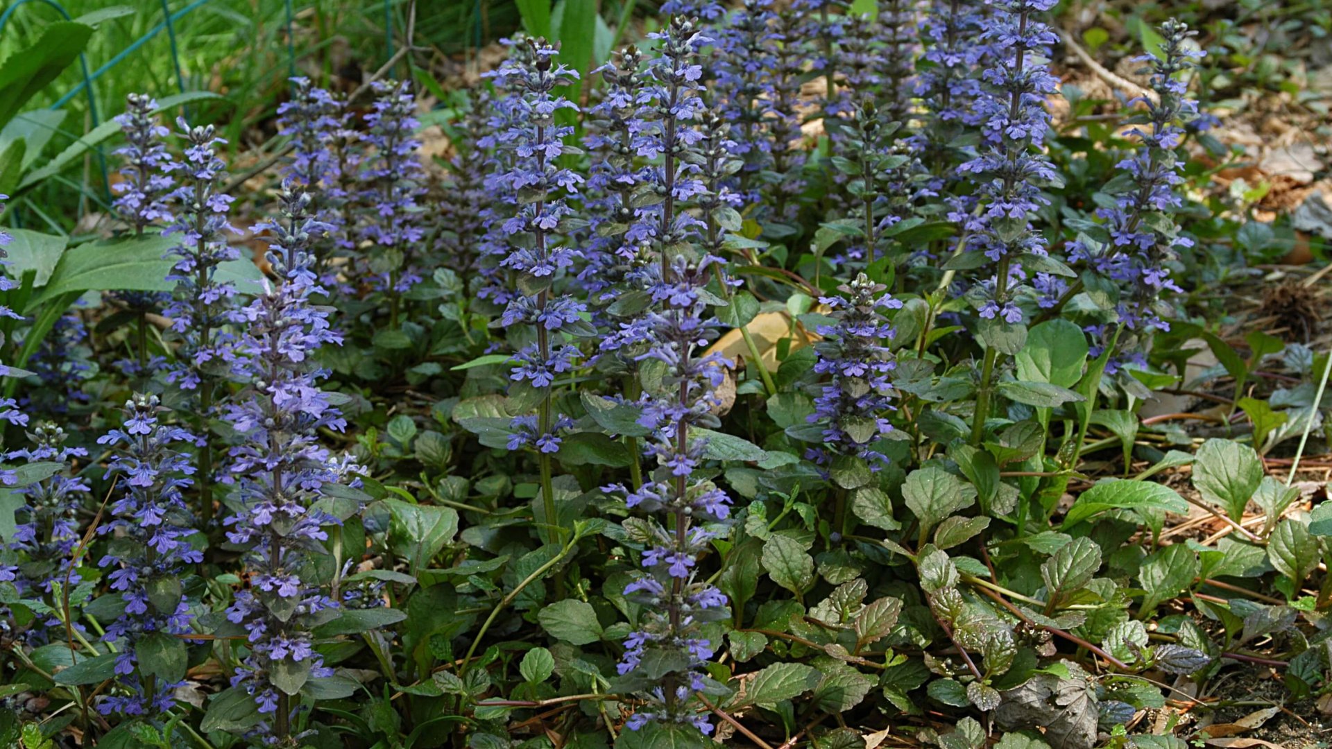 Indás ínfű – ismerd meg Te is ezt a kicsi növényt