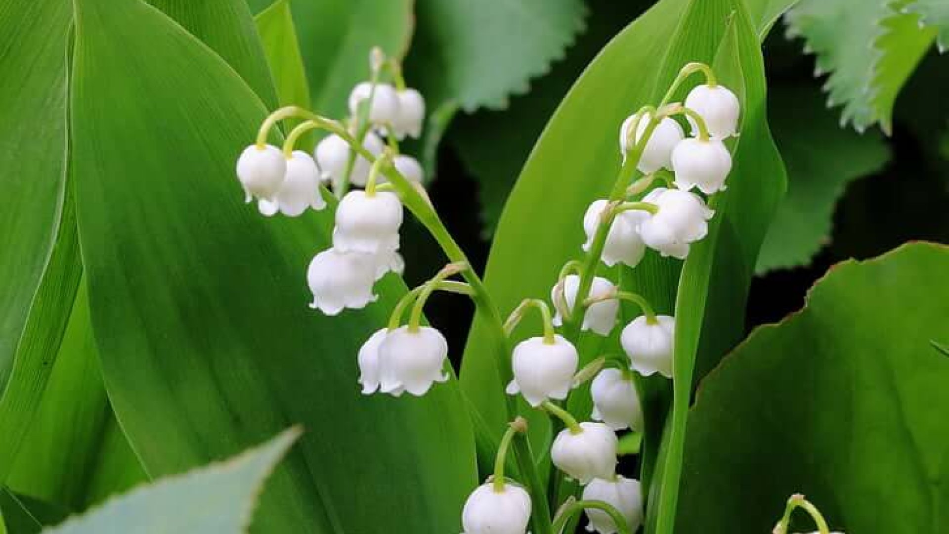 A gyöngyvirág gondozása, ültetése – ismerd meg Te is ezt az illatos szépséget