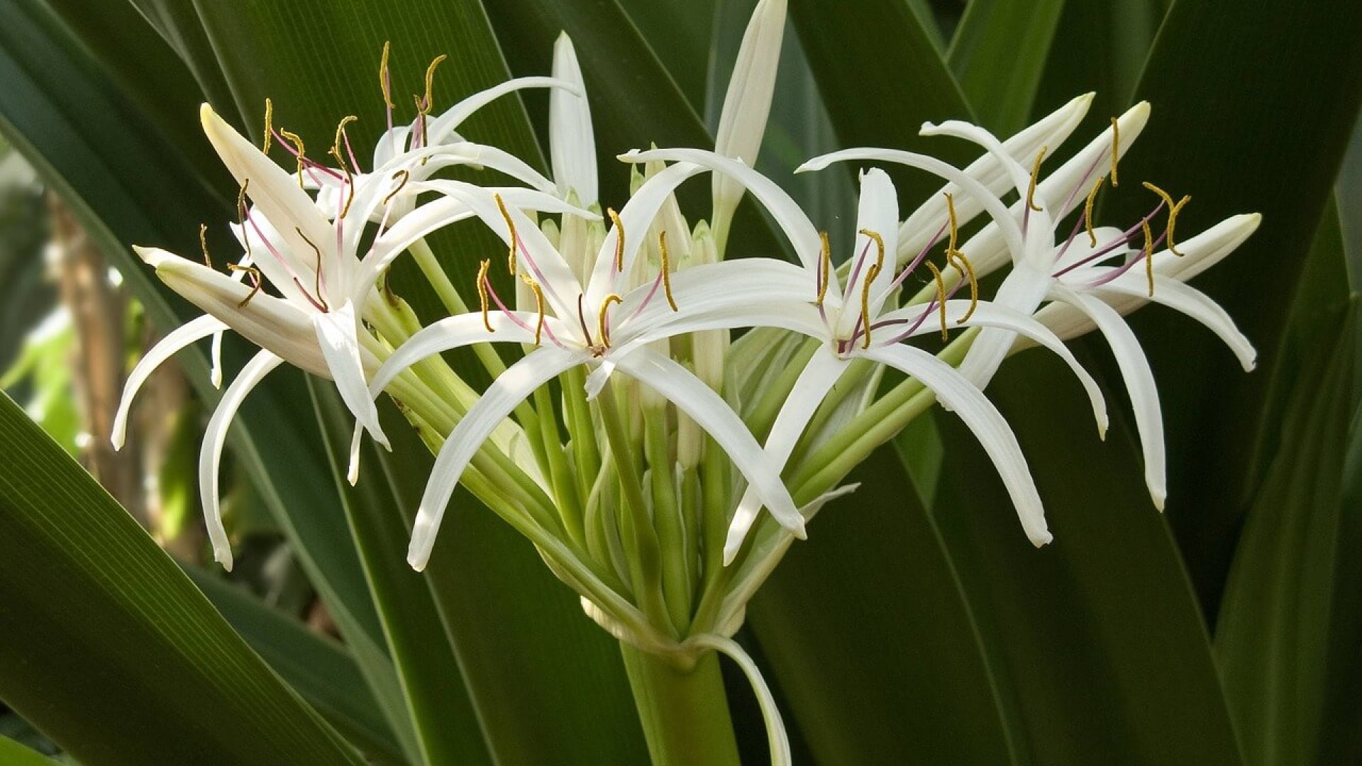 Növények, melyek imádják a vizet – ezeket ültesd nedvesebb területekre