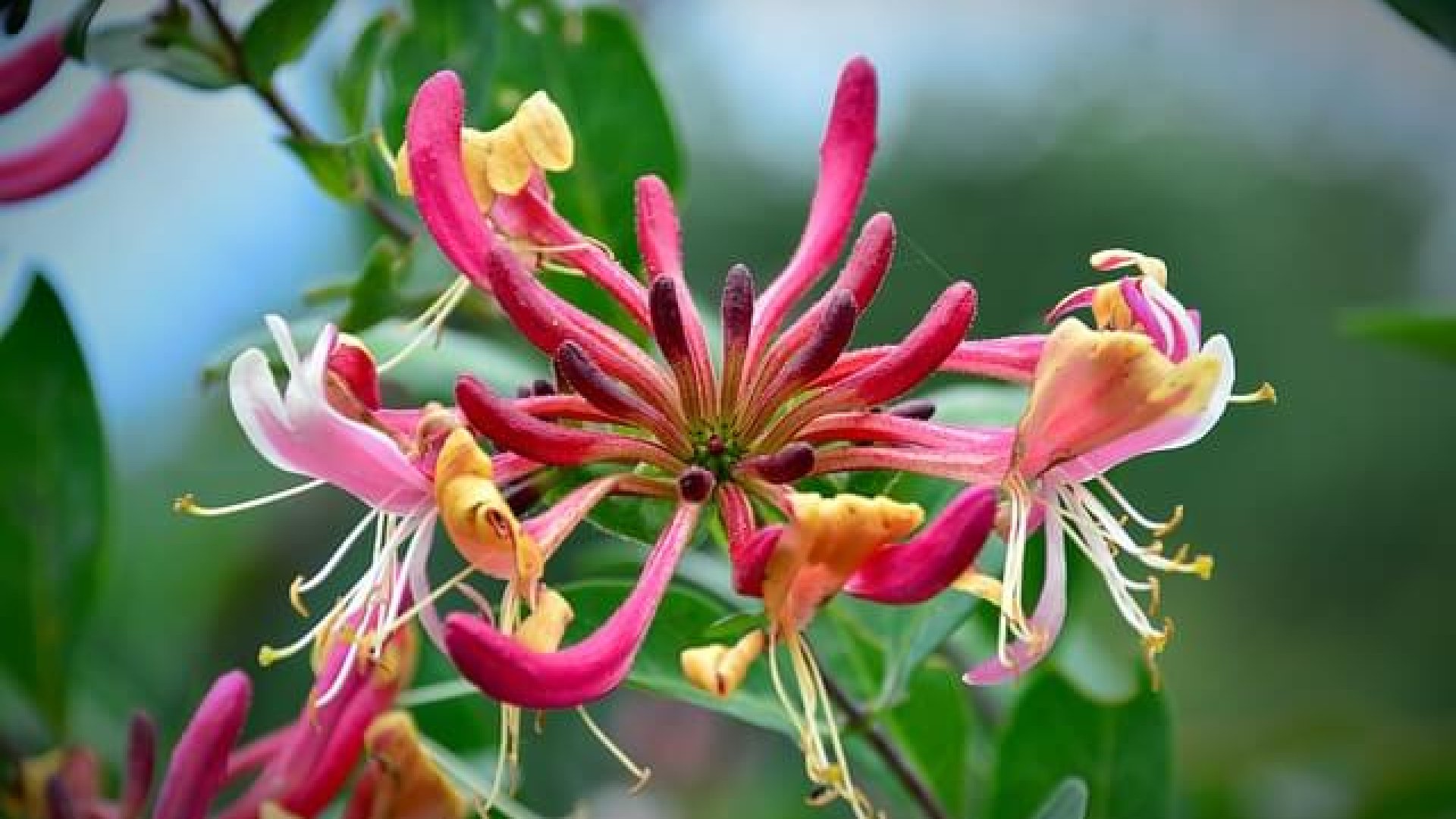 Ismerd meg a loncokat – tudj meg mindent ültetésükről, gondozásukról, metszésükről