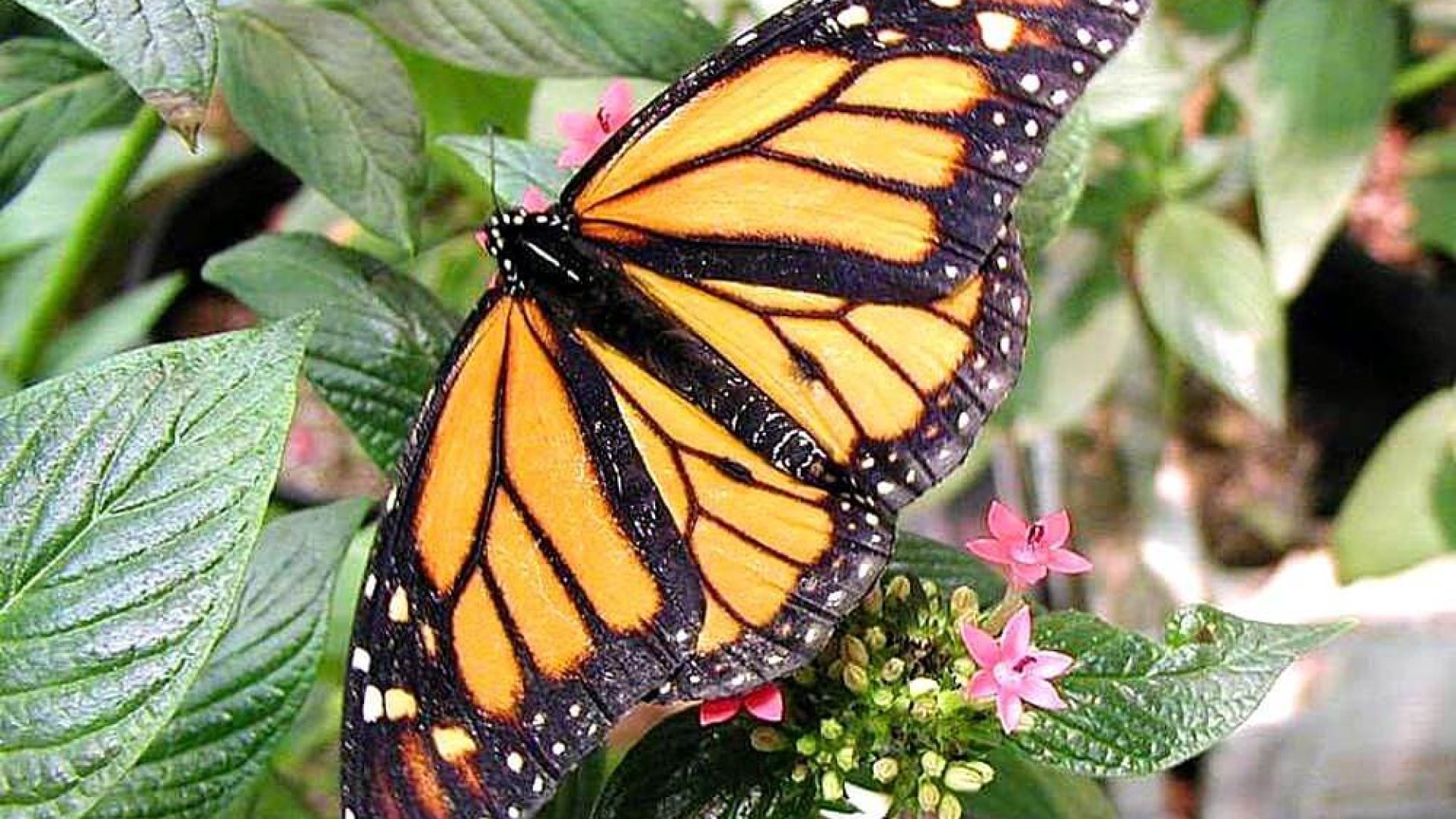 Hogyan tudod kertedbe csábítani a pillangókat?