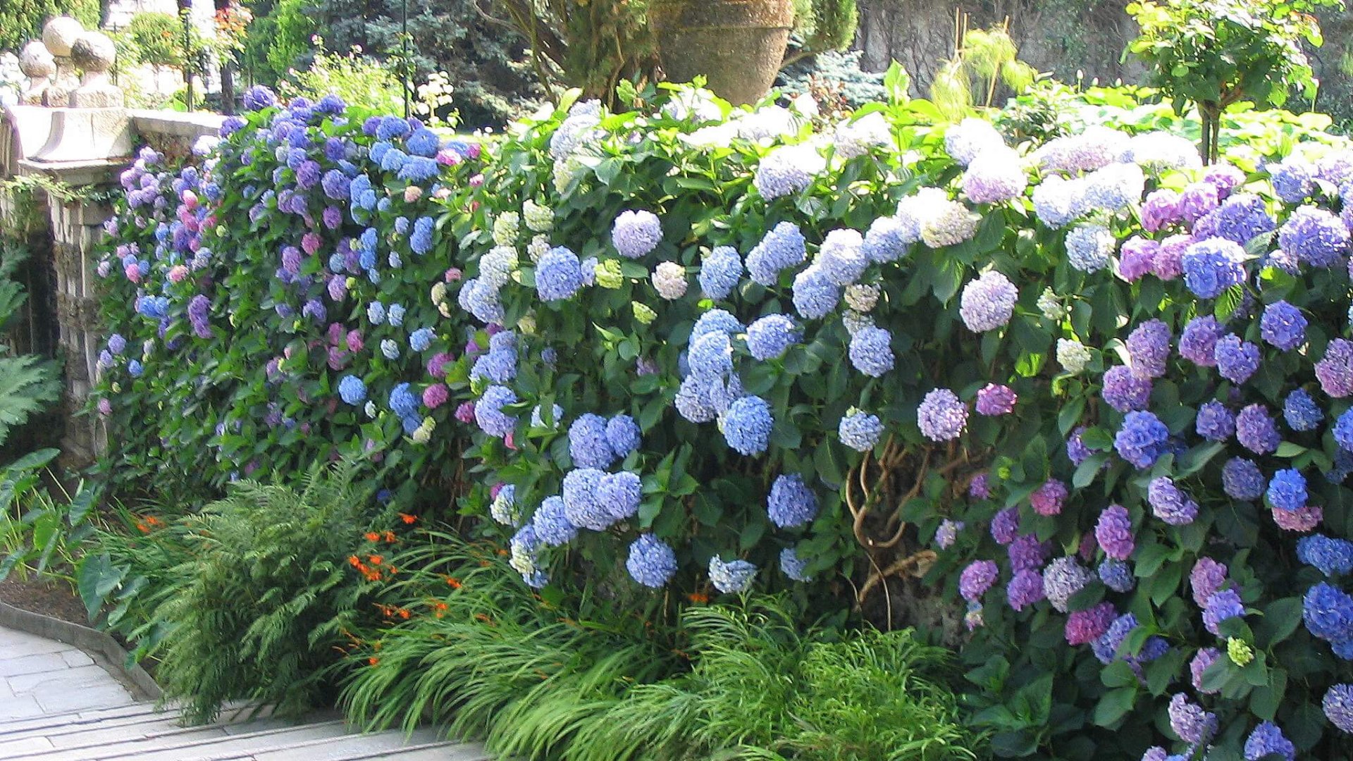 Milyen növénnyel lehet egyszerűen eltakarni egy nem kívánatos területet?