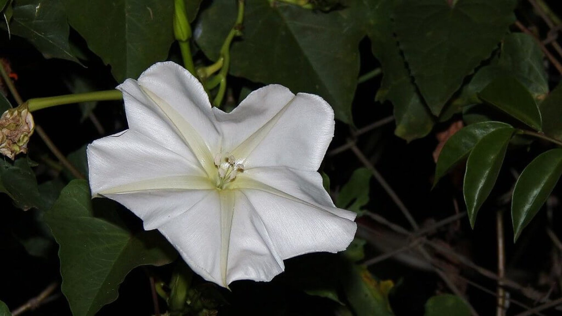 Az esték szépsége – ismerd meg Te is a holdvirágot