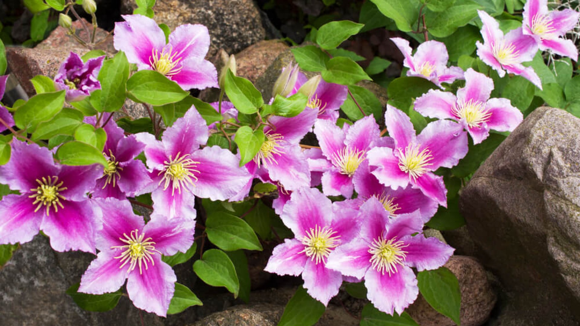 Hogyan ültess iszalagot – tudj meg mindent Te is erről a szép növényről