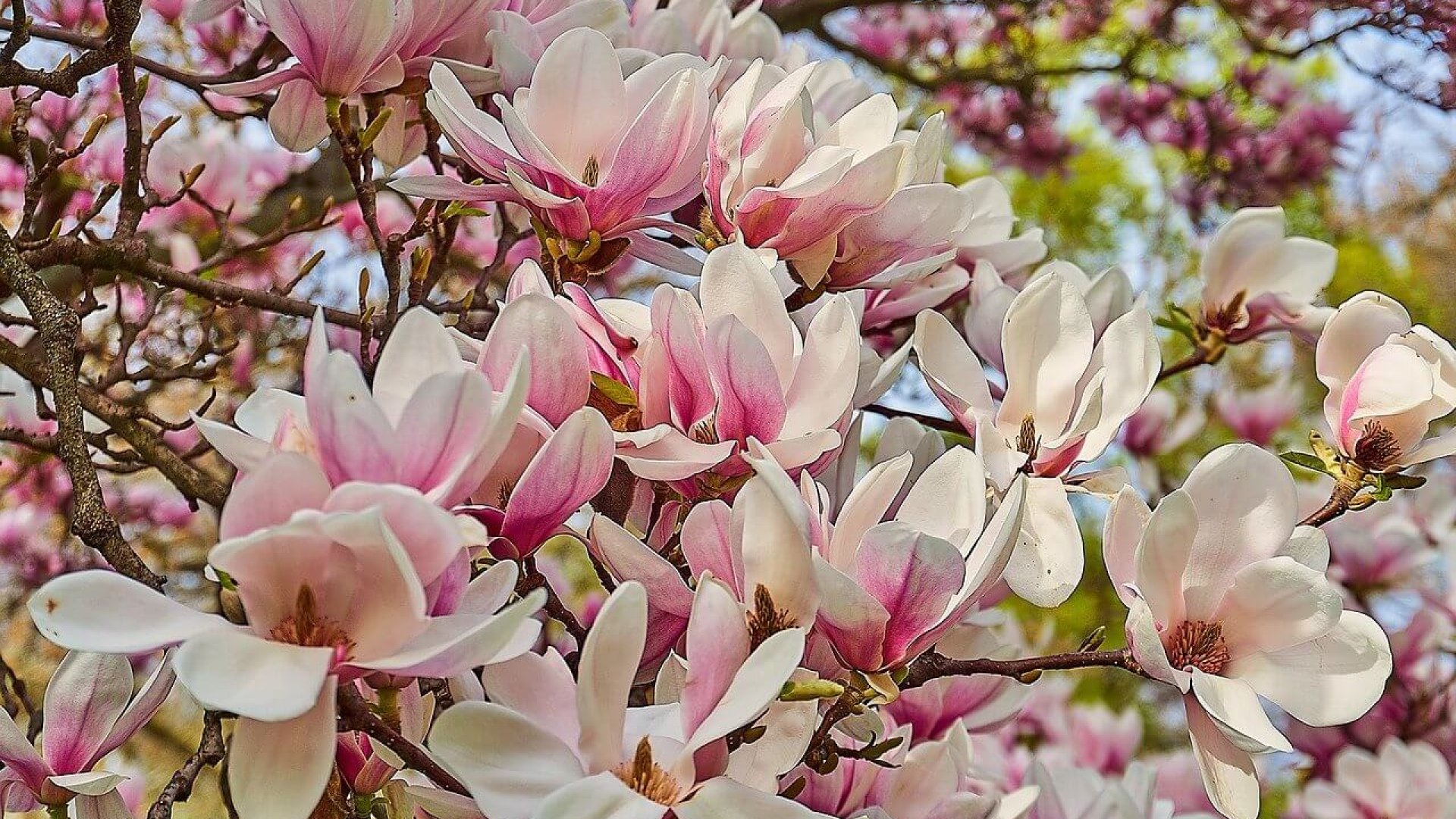 Liliomfa: a mesebeli szépségű virágzó fa