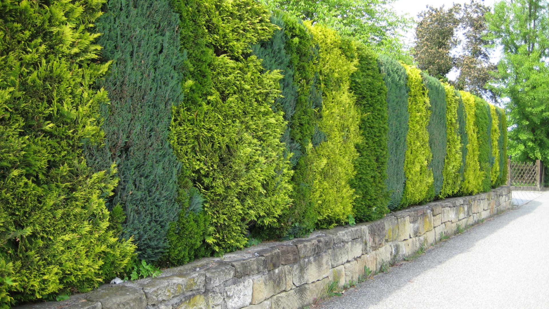 6 gyorsan növő cserje, hogy privátabb otthont teremts