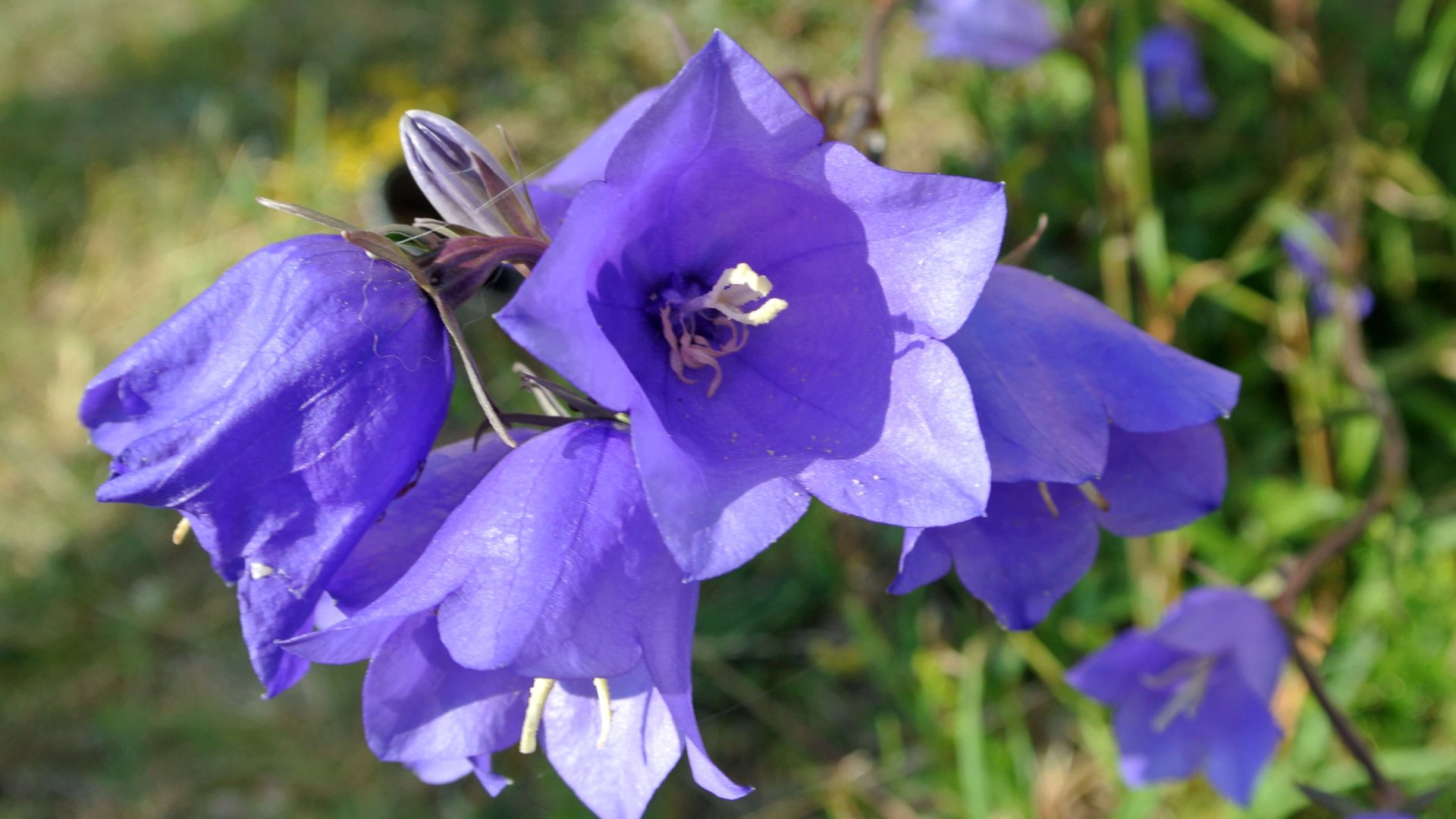 Minden, amit érdemes tudni e kék szépségről – ismerd meg a harangvirágot