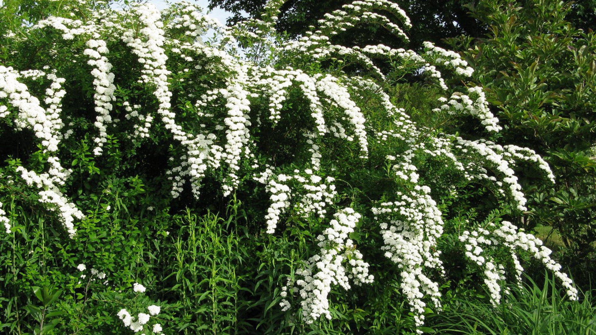 8 gyönyörű cserje, mely biztos elhozza majd a tavaszt kertedbe