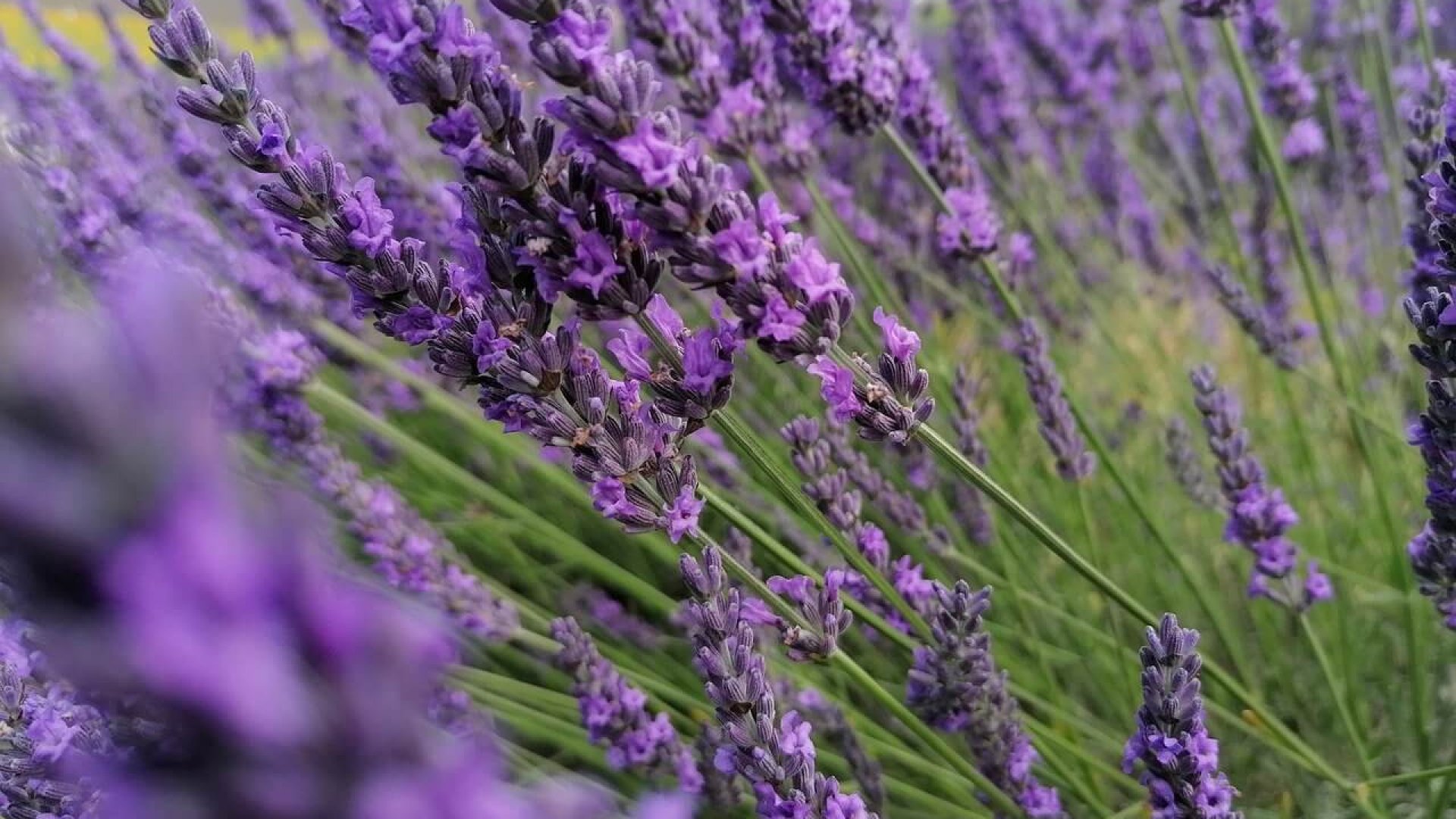 Növények, melyek elriasztják a rovarokat