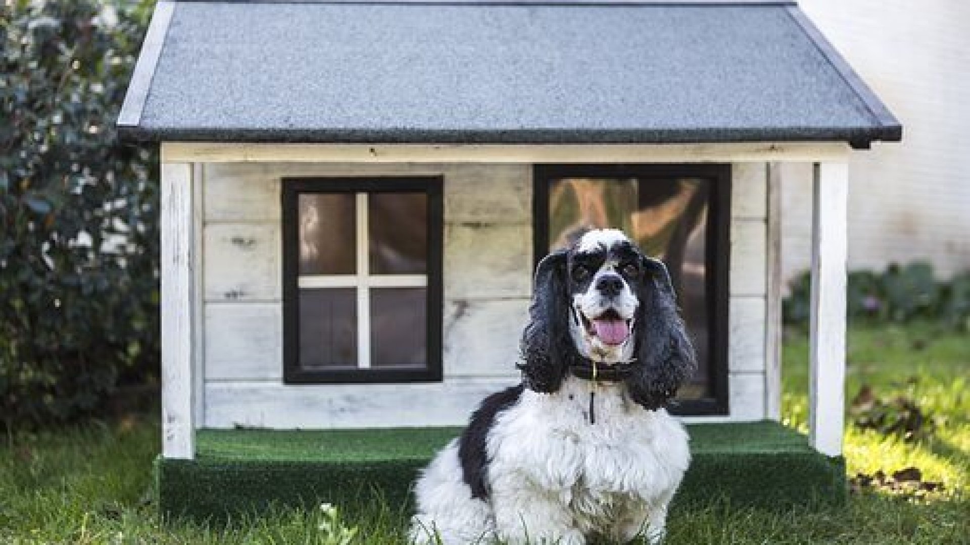 Milyen házat érdemes választanod kutyusodnak?