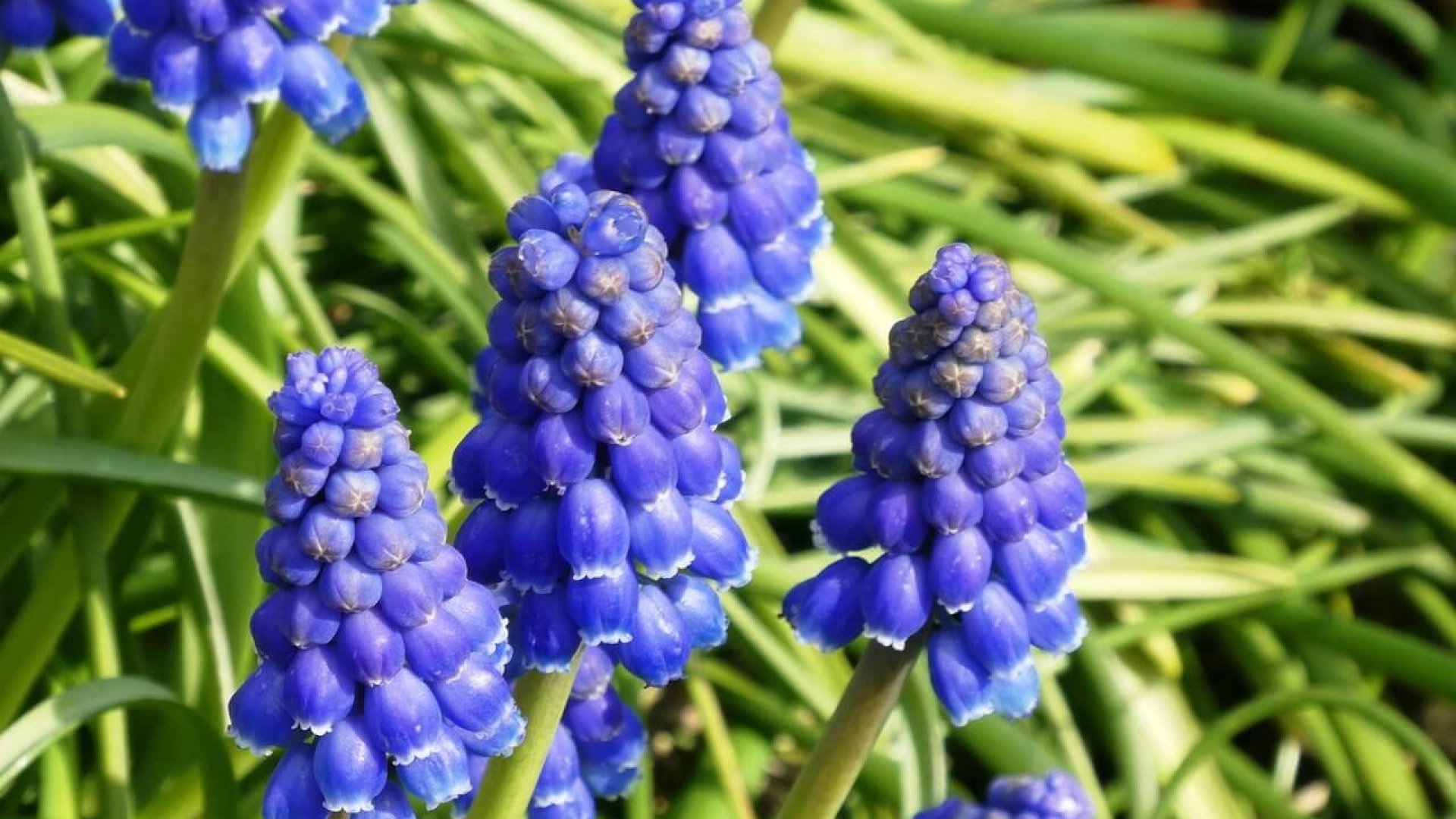 Gyöngyike – termesztése és gondozása