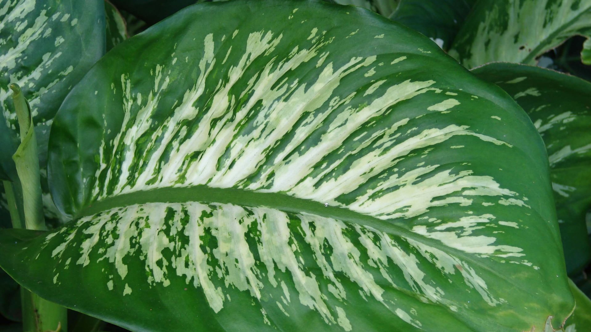 9 szobanövény, melyeket könnyen gondozhatsz lakásodban