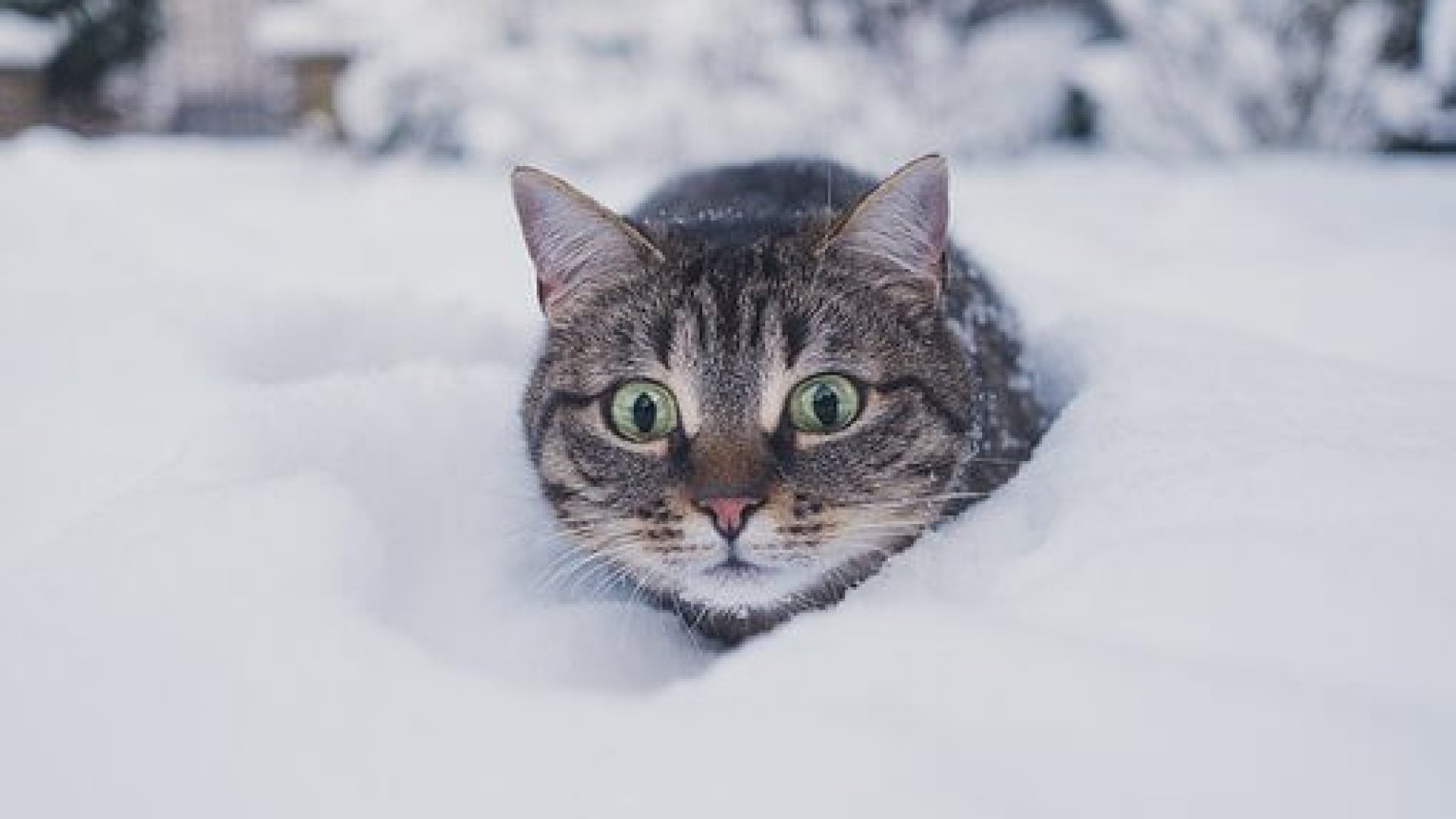 Így gondozd cicádat télen Így gondozd cicádat télen