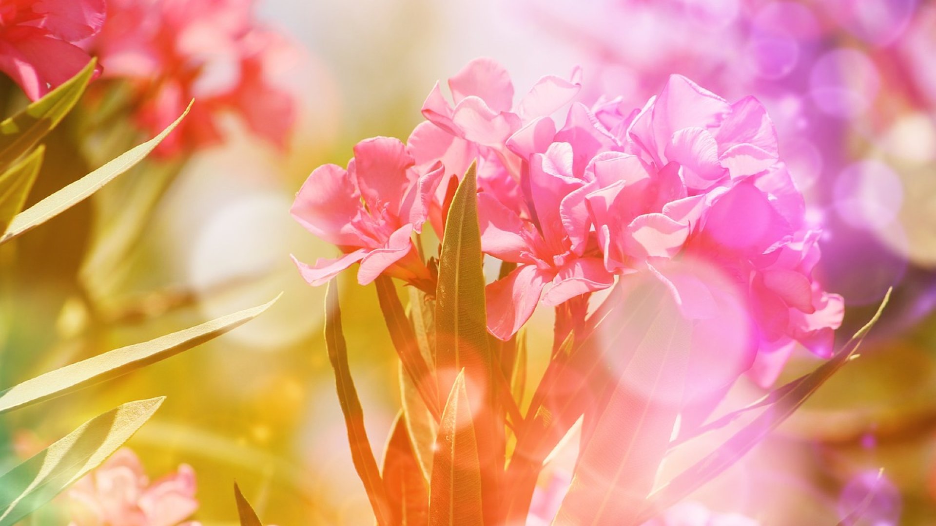 Mi a gyönyörű leander titka?